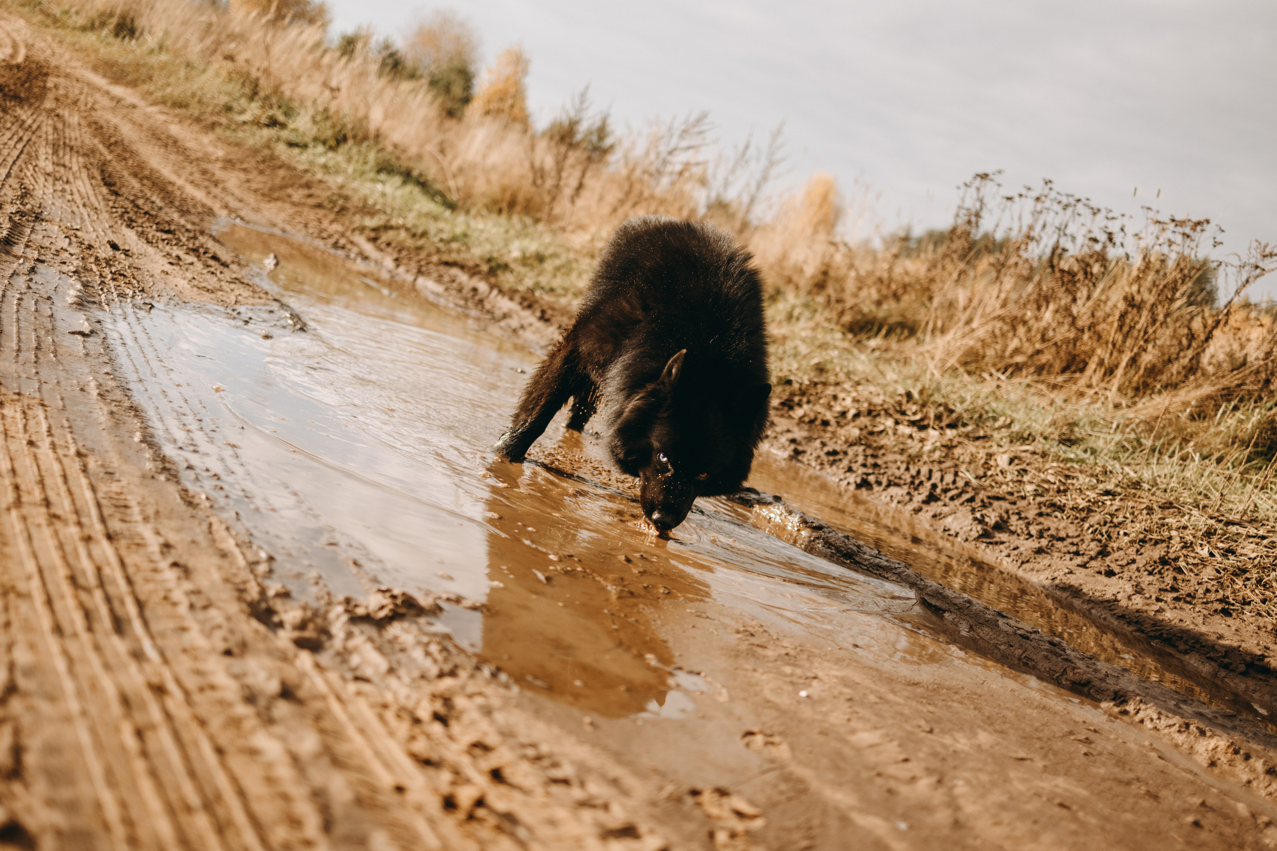 Лора и Джанго. Фотограф — Анималист | Санкт-Петербург