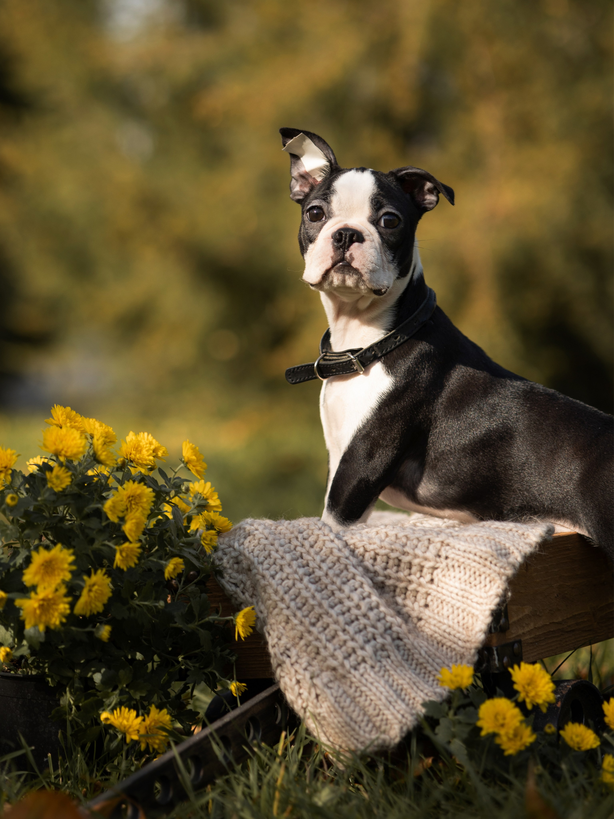 Щенки бостики. Главная