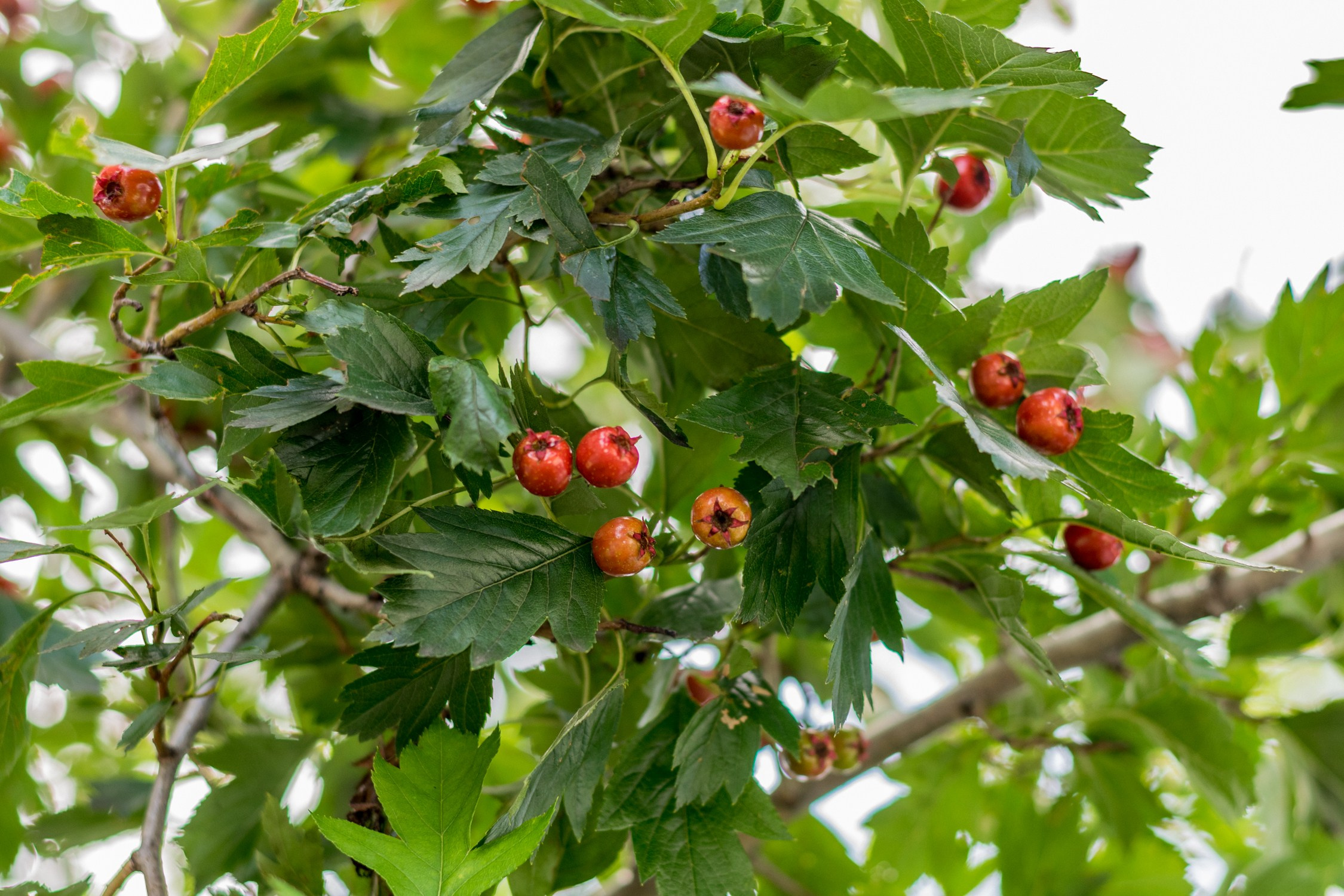 Антон Курдюмов фотограф в Хабаровске Рина Курдюмова фото27 foto27 Антон Дорофеев репортажный репортаж документалист Тони и Рина фотосоздатели Виноградники Хехцир 2024 Хабаровск виноград дикий фермер фермерство дачный сезон
