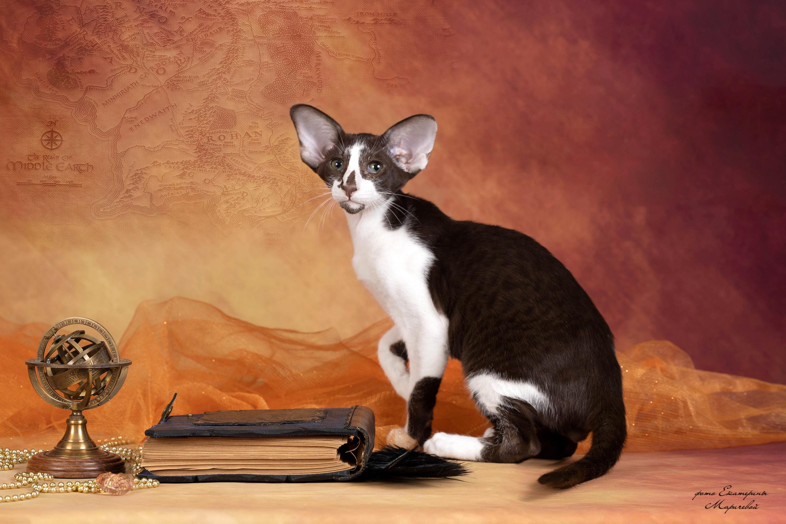 Галерея котят. Фотограф-анималист в Омске Екатерина Маричева