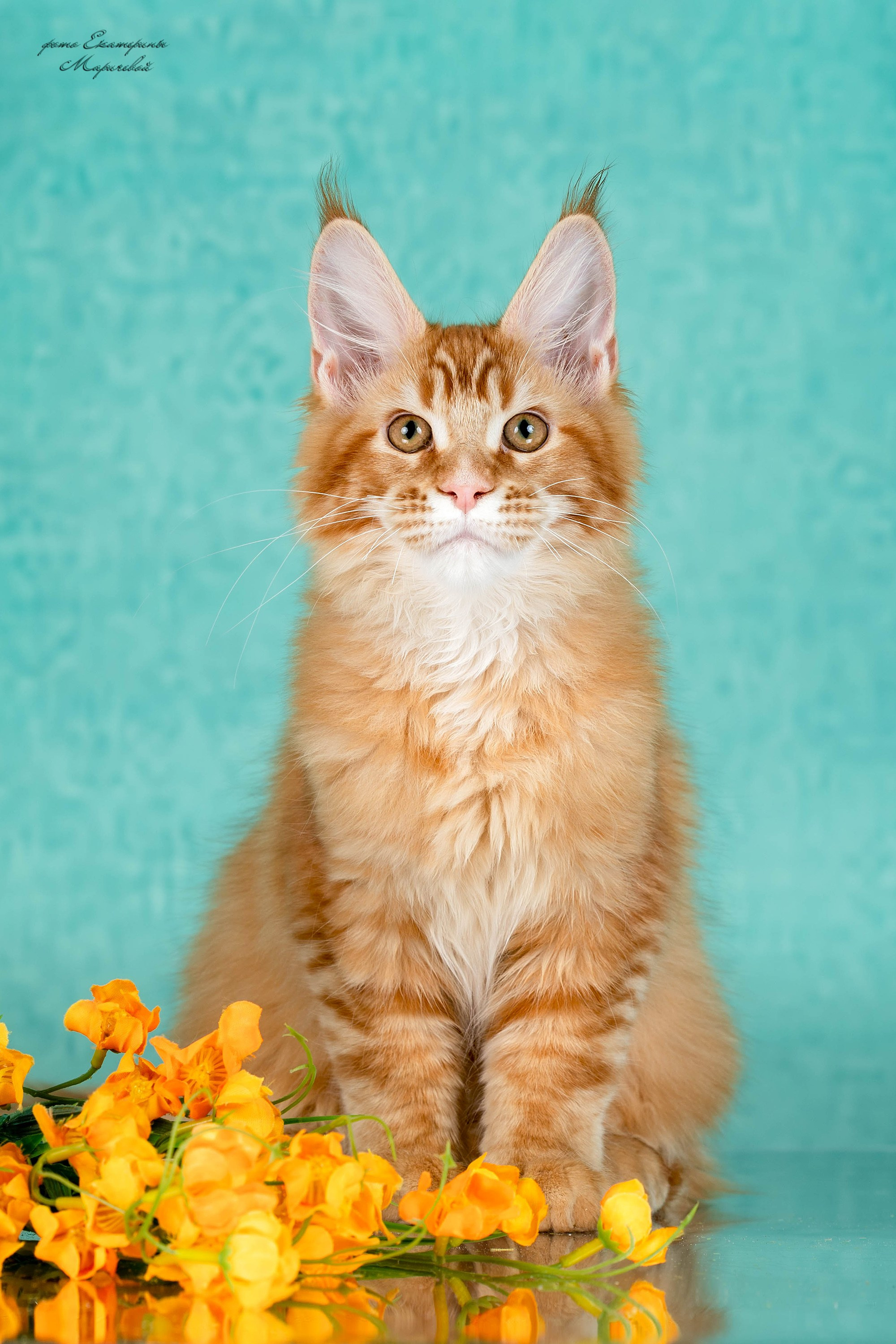 Стендовая съёмка на выставках кошек. Фотограф-анималист в Омске Екатерина Маричева