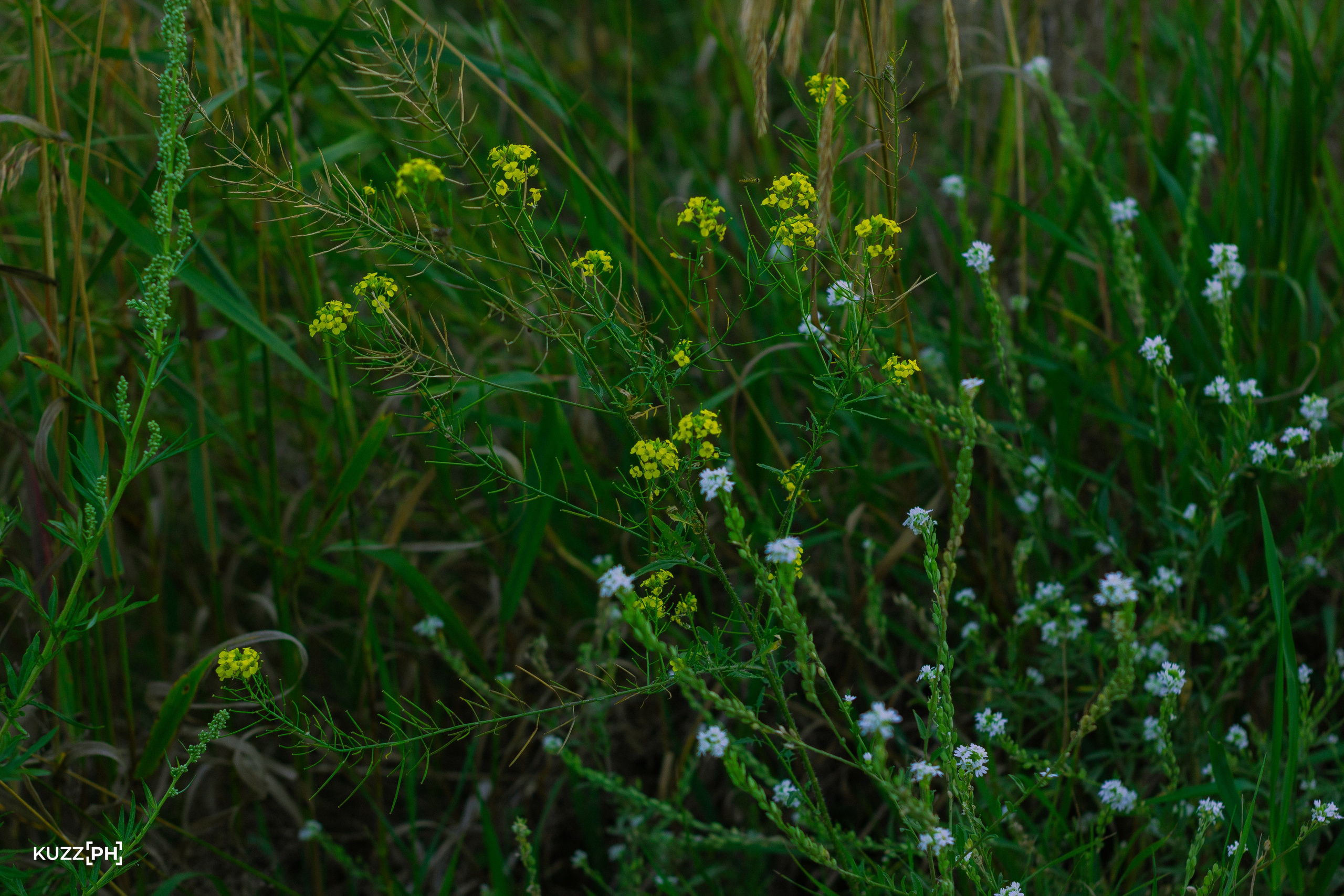 02.08.2024 | Сосновоборск. Kuznetsov | Фотограф в Красноярске