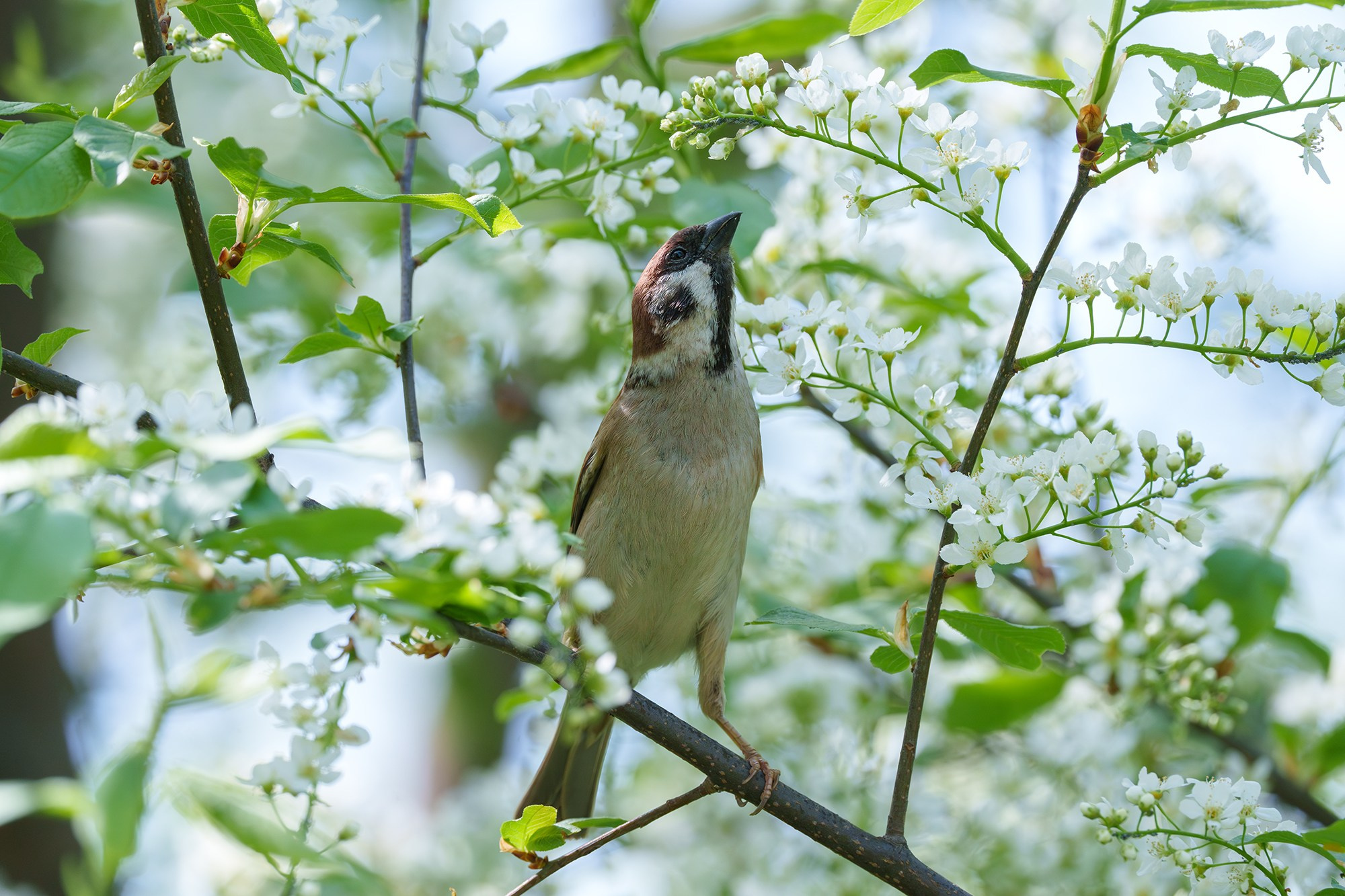 Удивительные мир птиц. Вокруг нас столько прекрасного — присмотритесь!. Ваш личный фотограф Марина Волкова