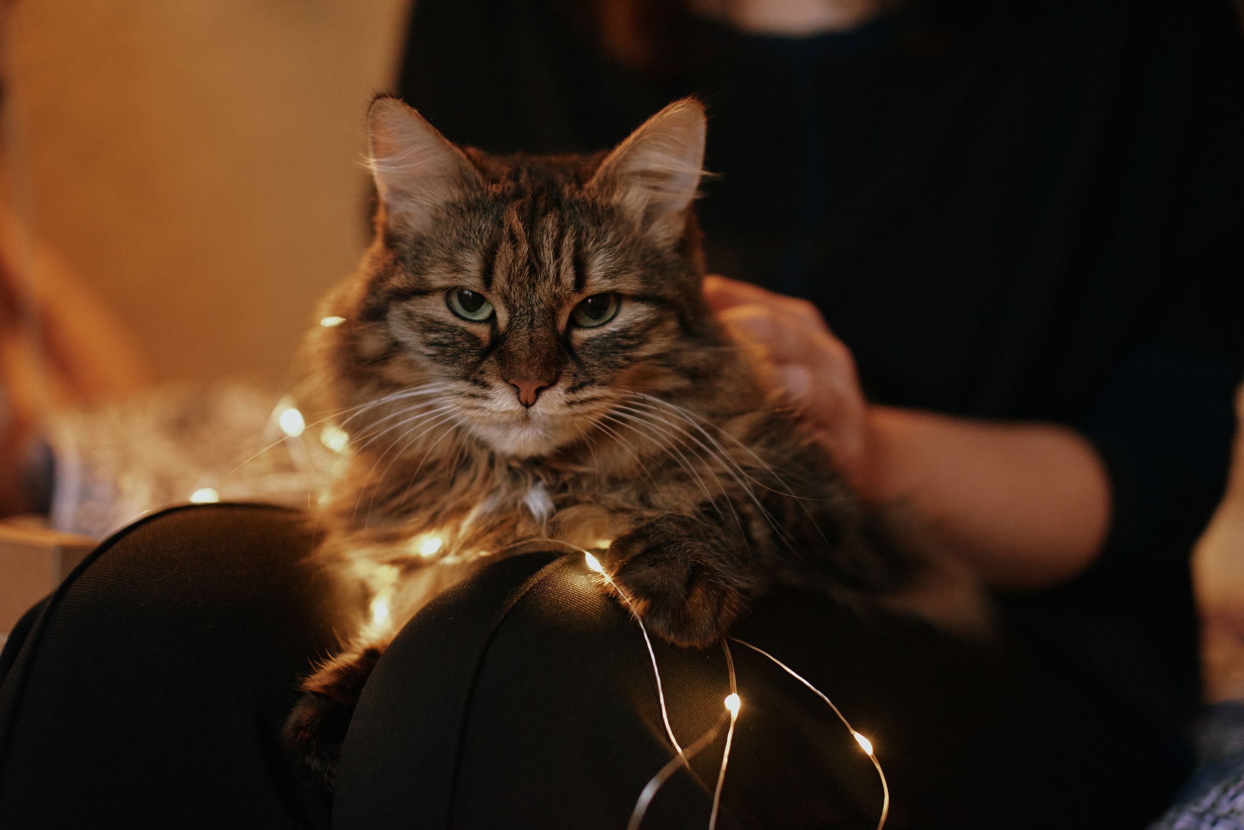 Домашние зарисовки. Фотограф в Санкт Петербурге Александра Вильдгрубе