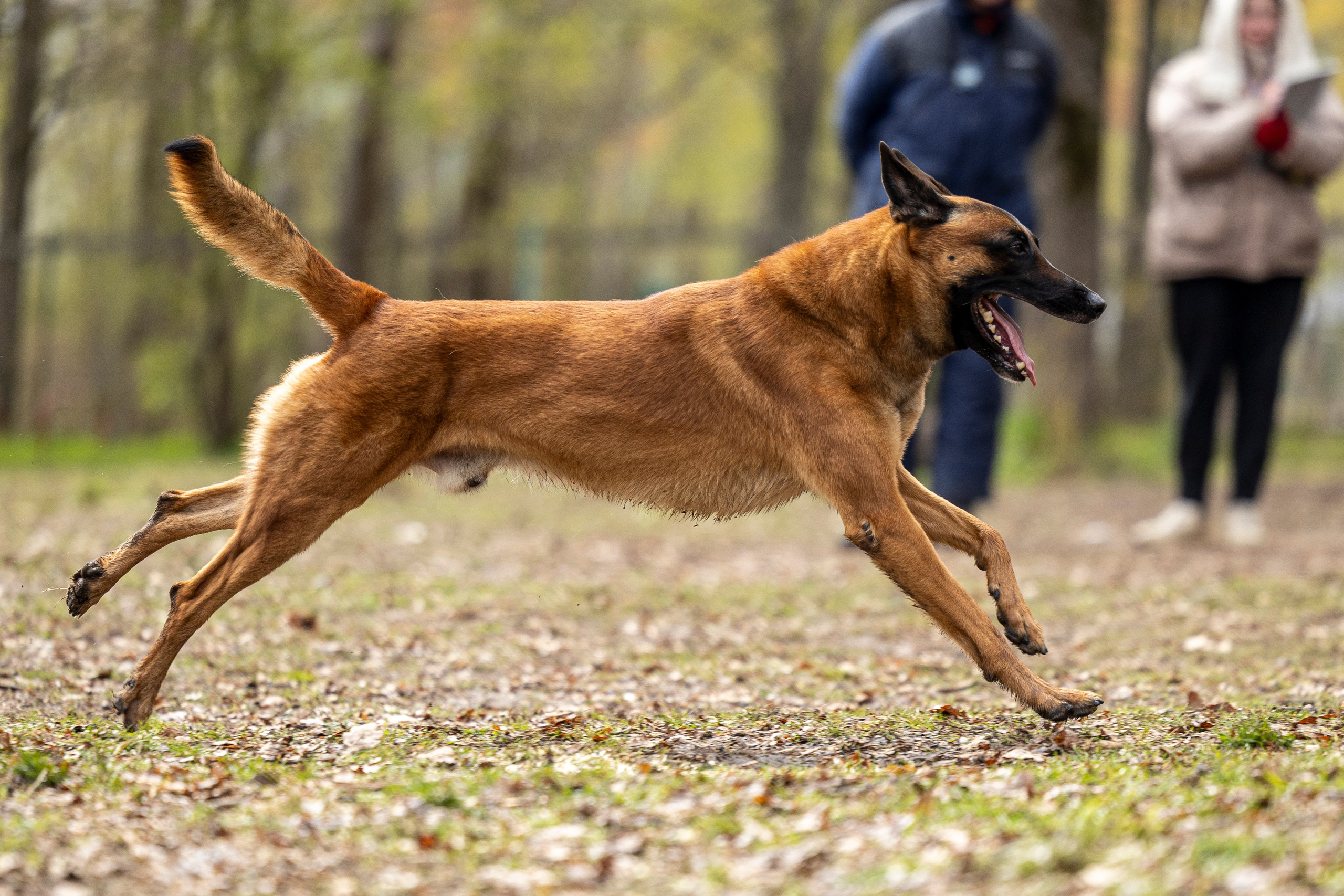 Квалификационные состязания по мондьорингу г. Вологда 11.05.24. Фотограф-анималист Анна Маринич