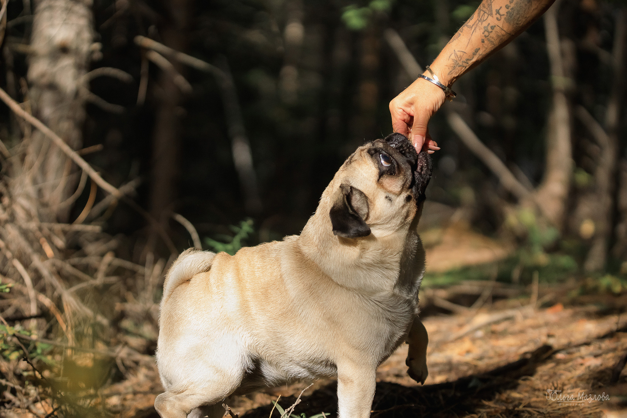 фотограф анималист Саратов