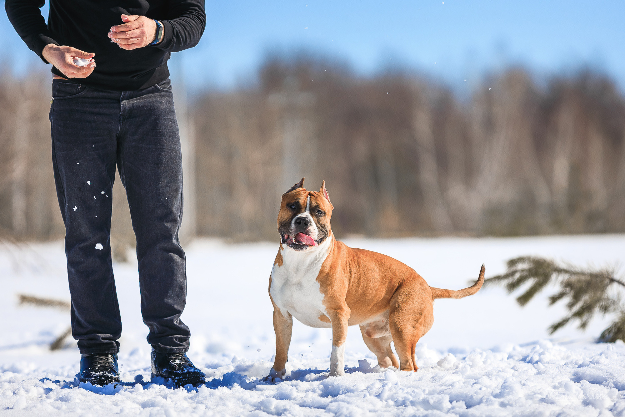 Нариман, Клаус и Дейл. Фотосъемка с животными в марте. Фотограф в Саратове Ольга Мазлова