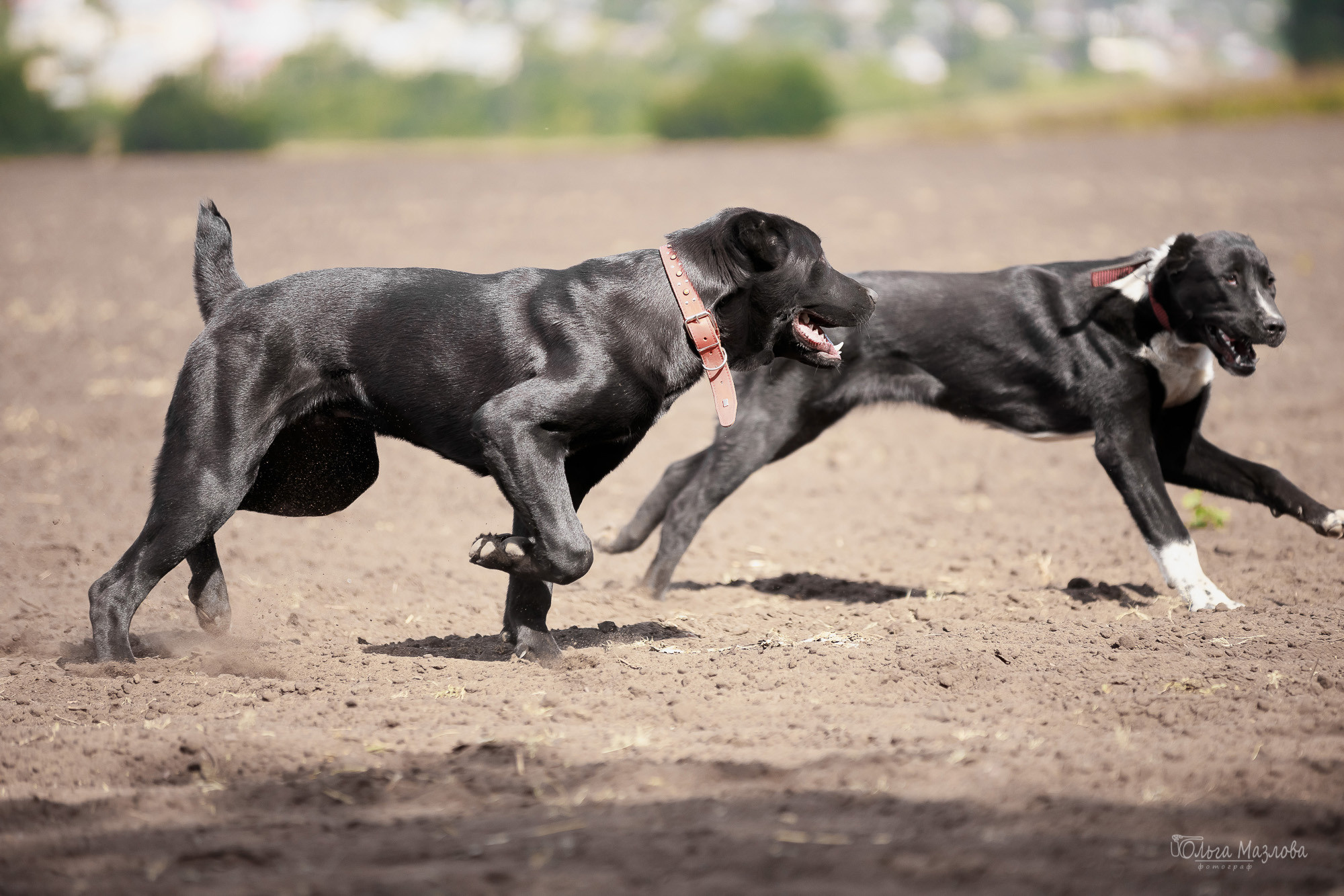 анималист Саратов