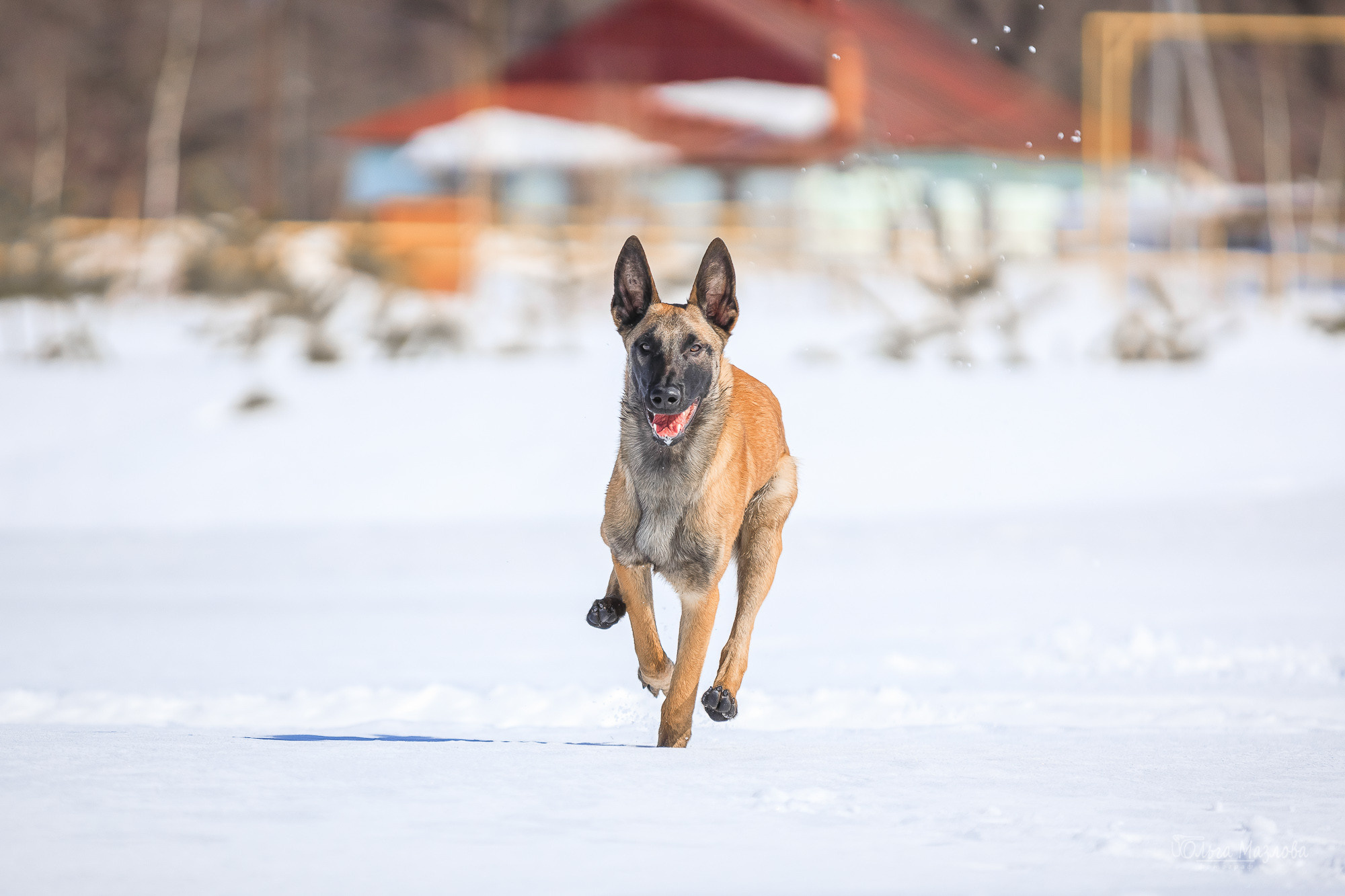 Нариман, Клаус и Дейл. Фотосъемка с животными в марте. Фотограф в Саратове Ольга Мазлова