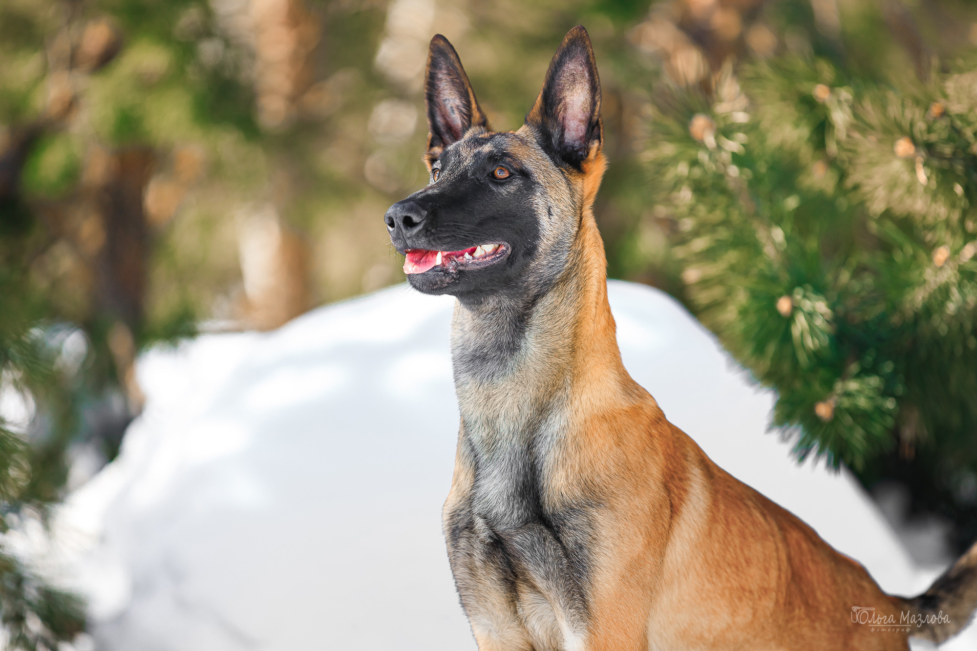 Нариман, Клаус и Дейл. Фотосъемка с животными в марте. Фотограф в Саратове Ольга Мазлова
