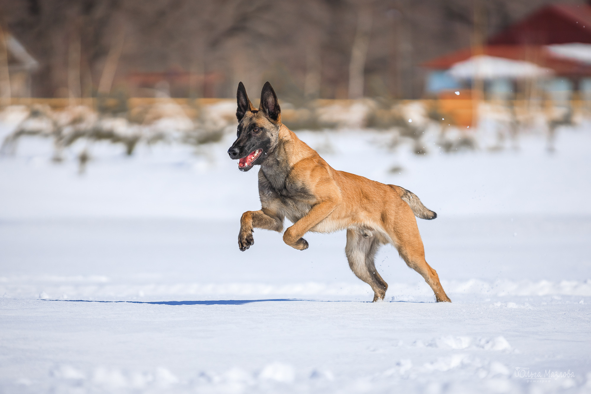 фотограф-анималист в Саратове