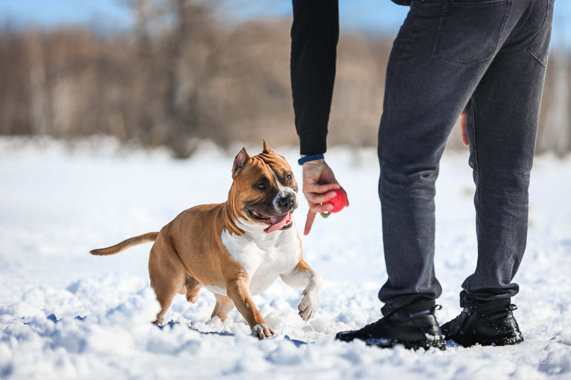 фотограф-анималист Саратов