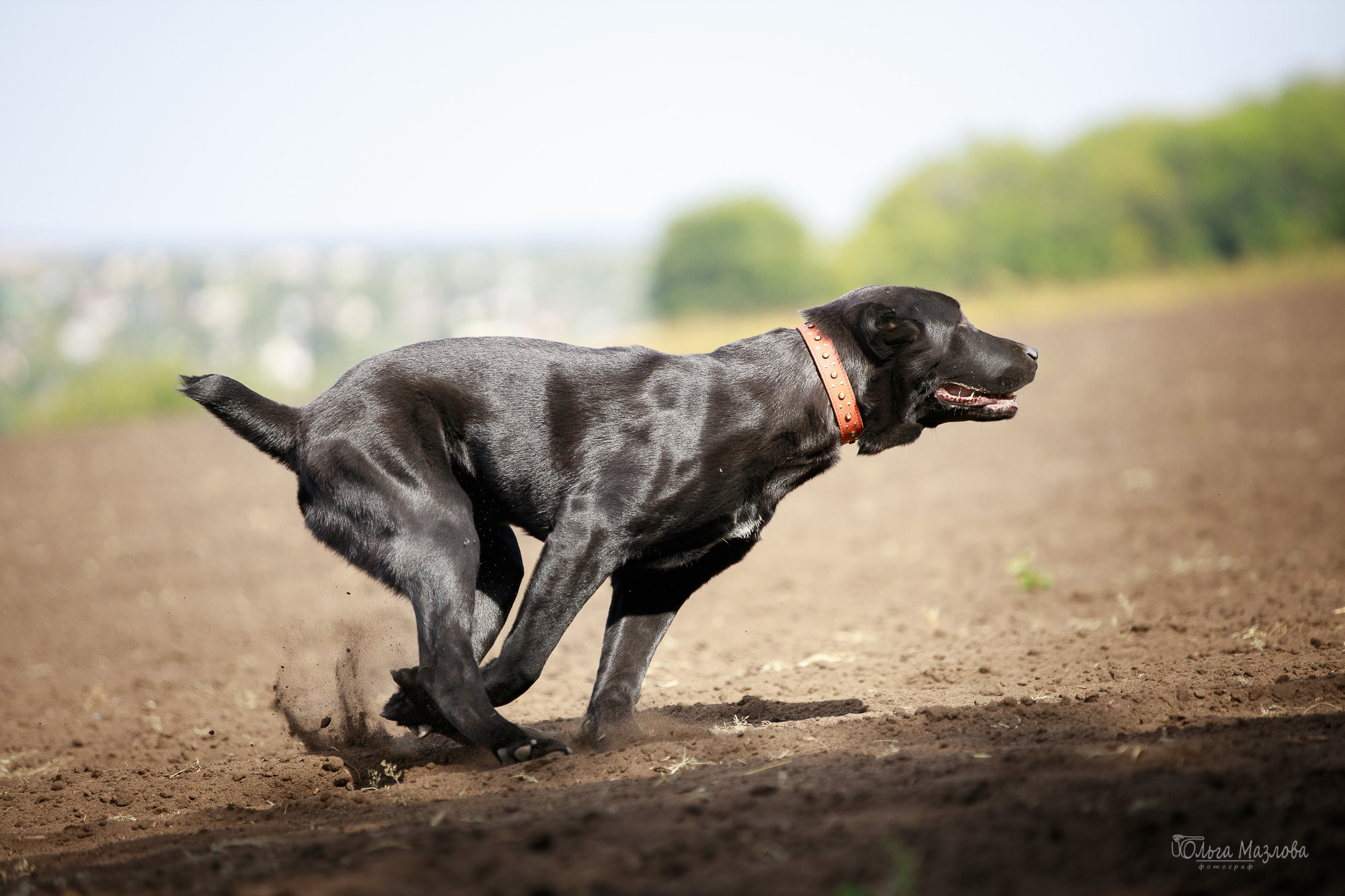 Фотосессия Азима и Евы. Фотограф в Саратове Ольга Мазлова