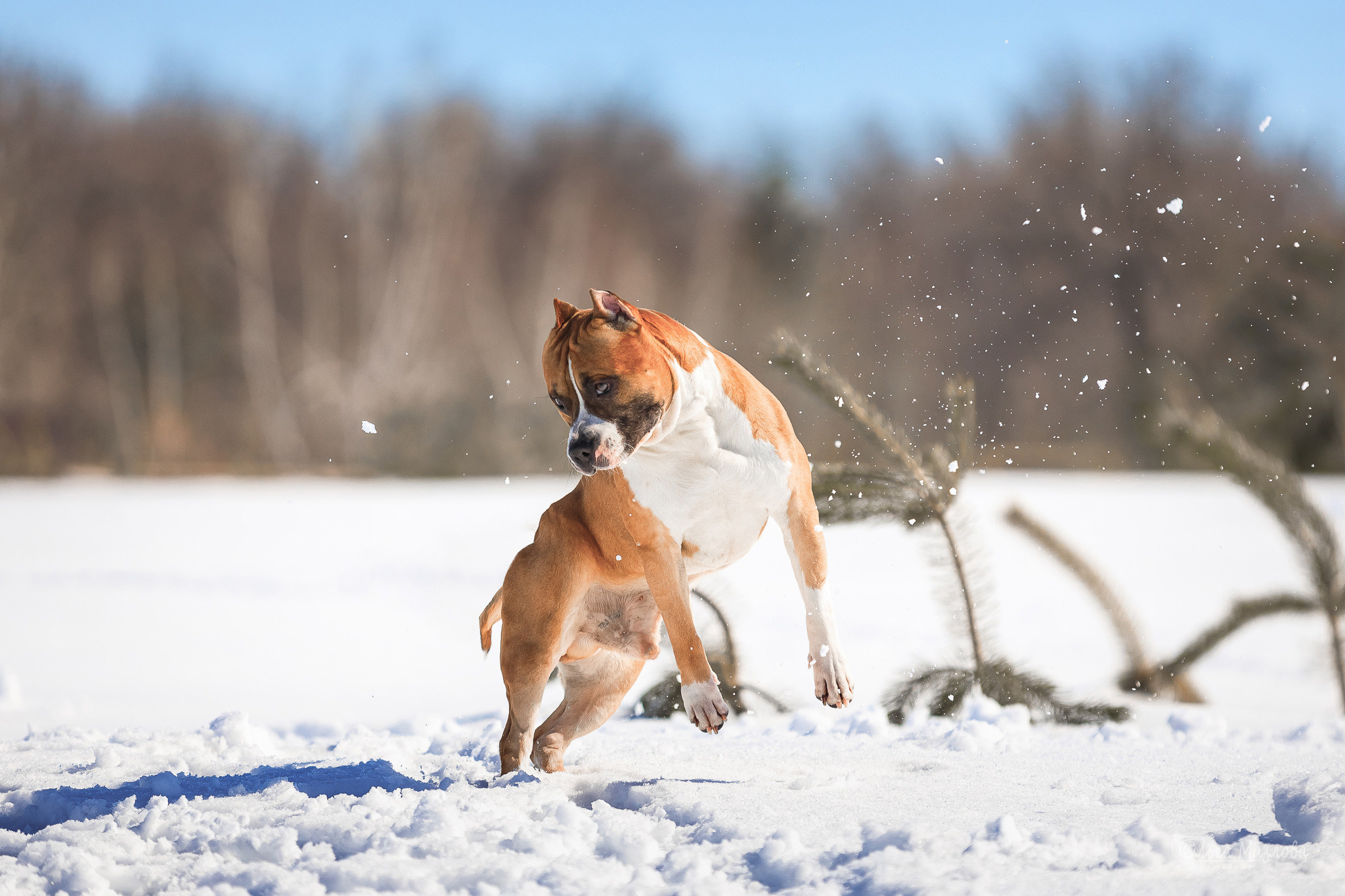 фотосъемка животных в Саратове