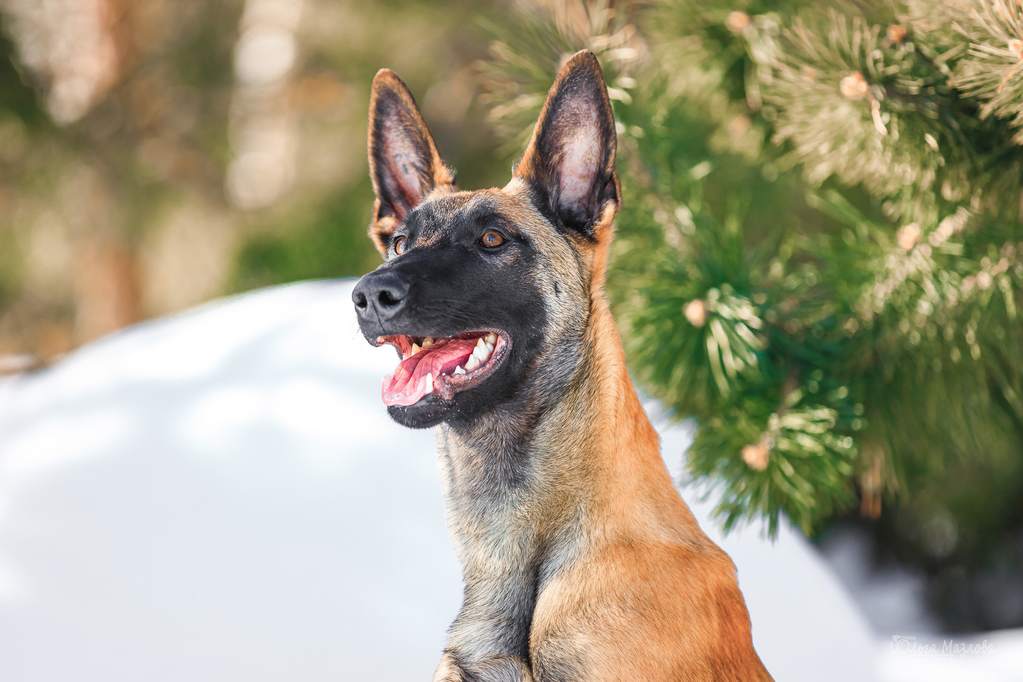 анималист саратов