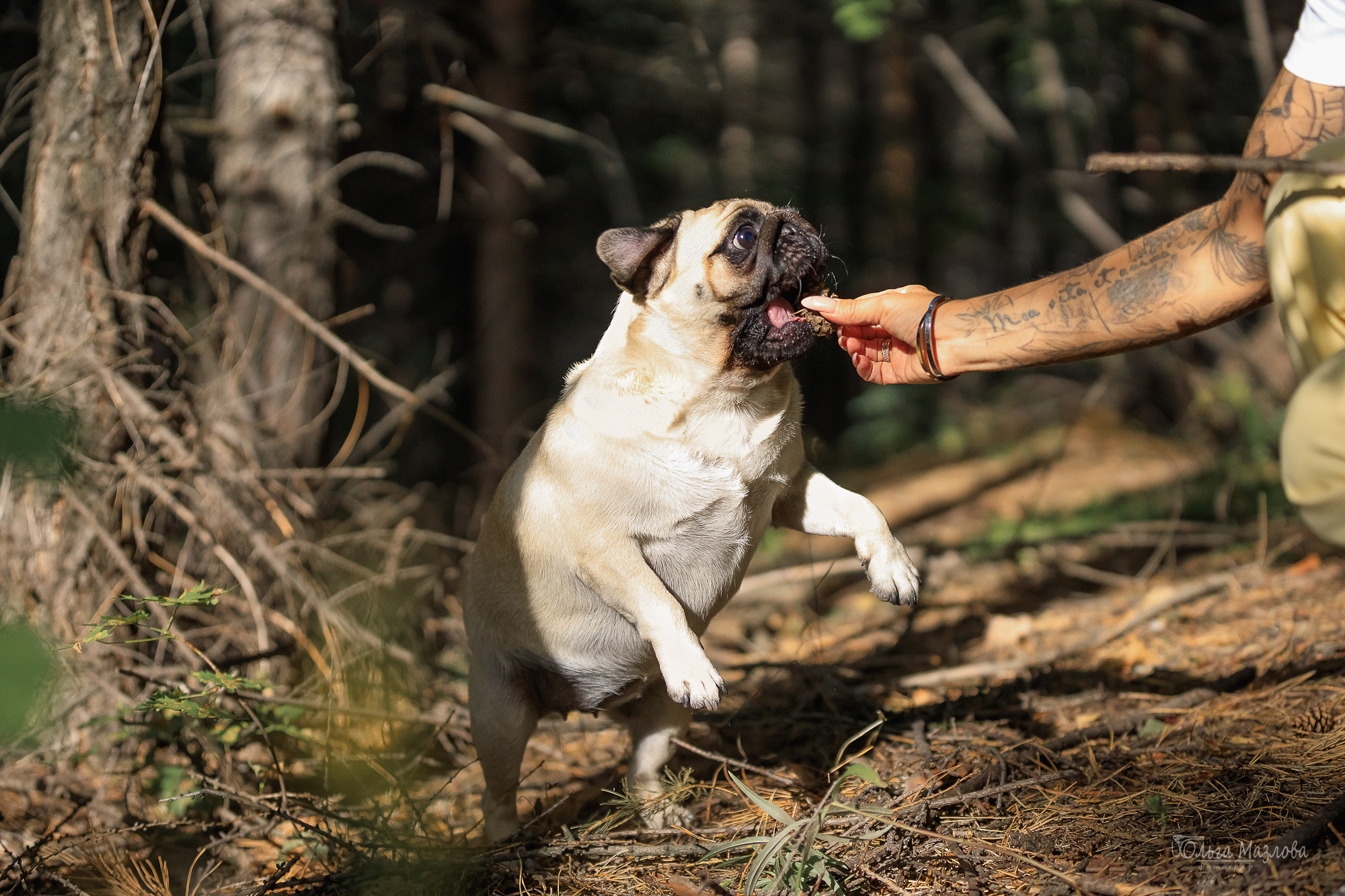 фотограф анималист в Саратове