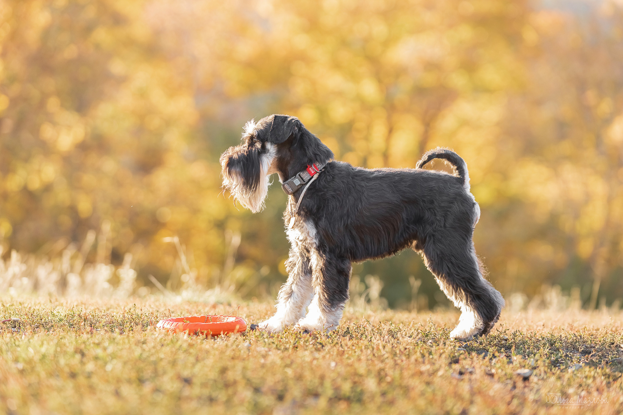 Осенняя фотосессия для Санты. Фотограф в Саратове Ольга Мазлова