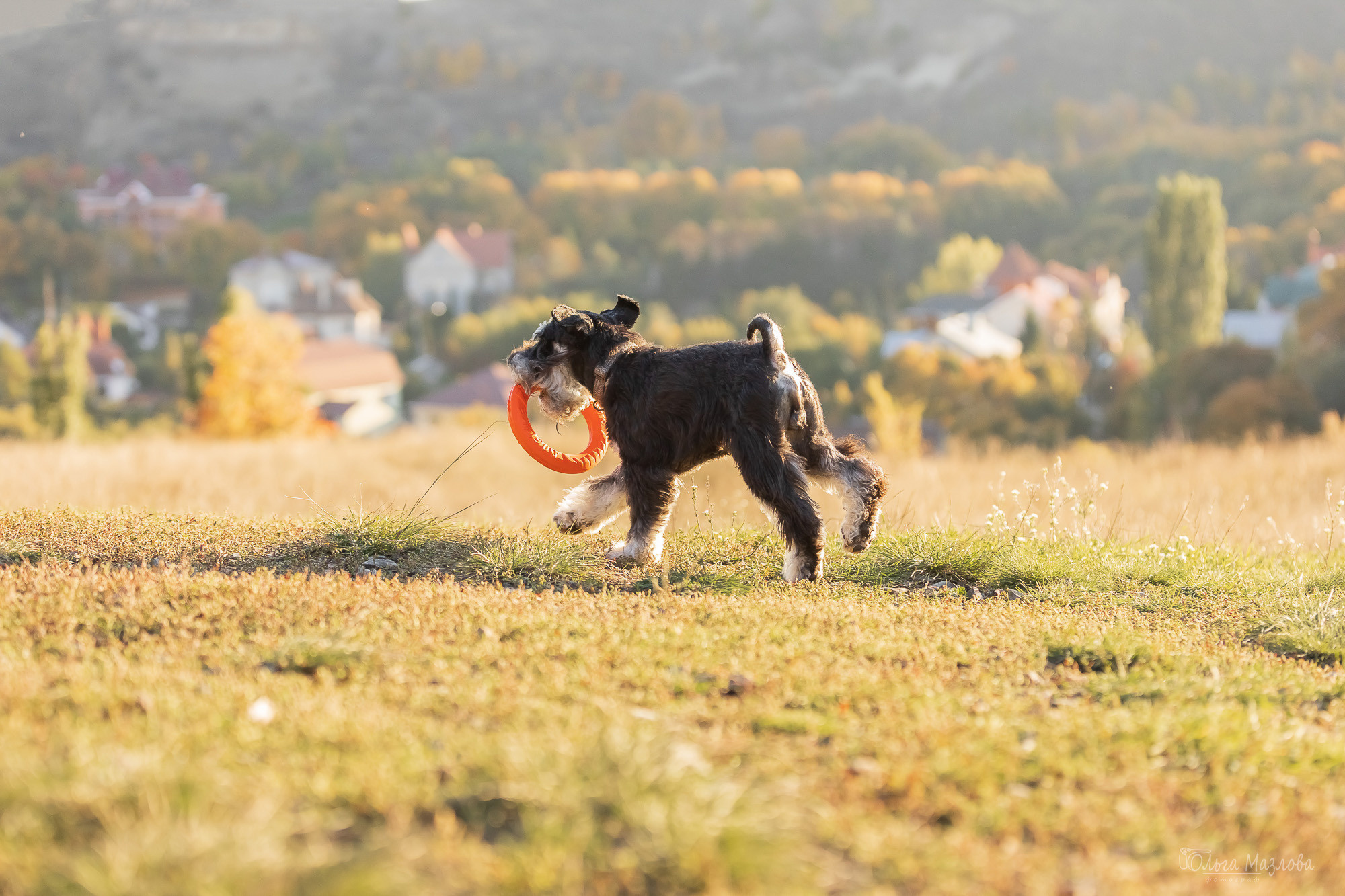 Осенняя фотосессия для Санты. Фотограф в Саратове Ольга Мазлова