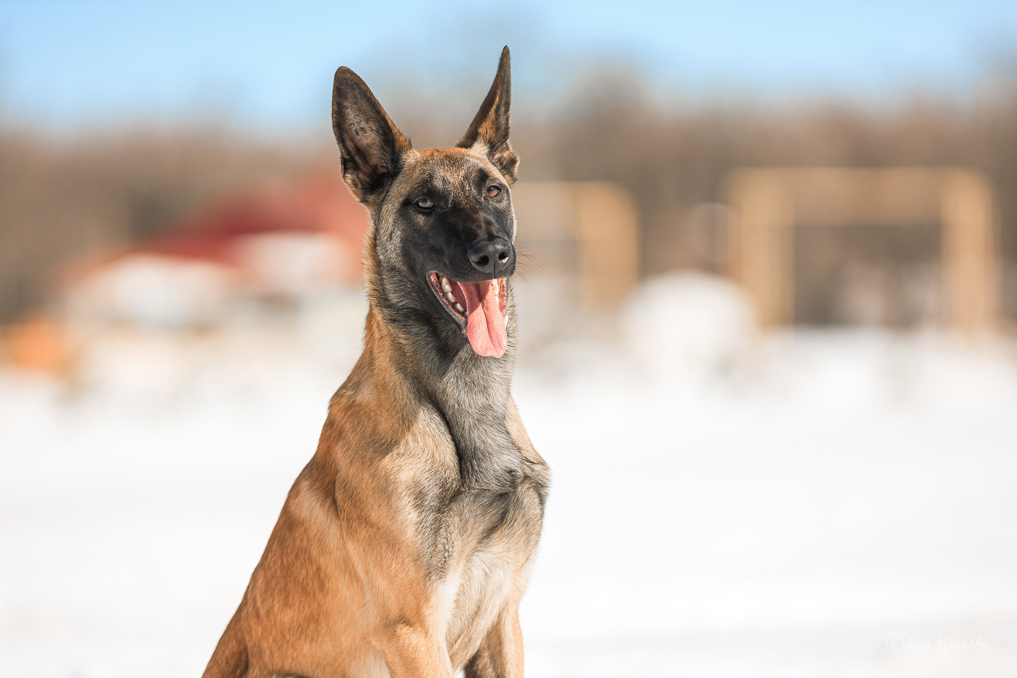 фотограф-анималист в Саратове