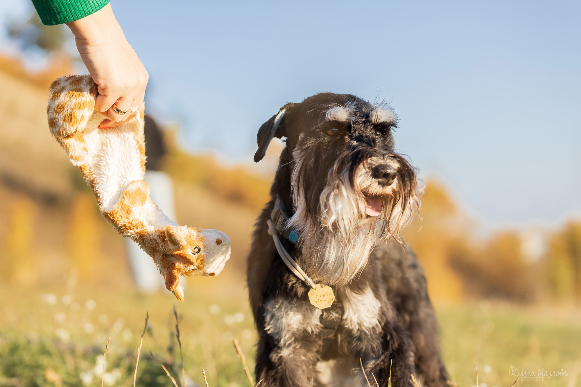 анималист Саратов