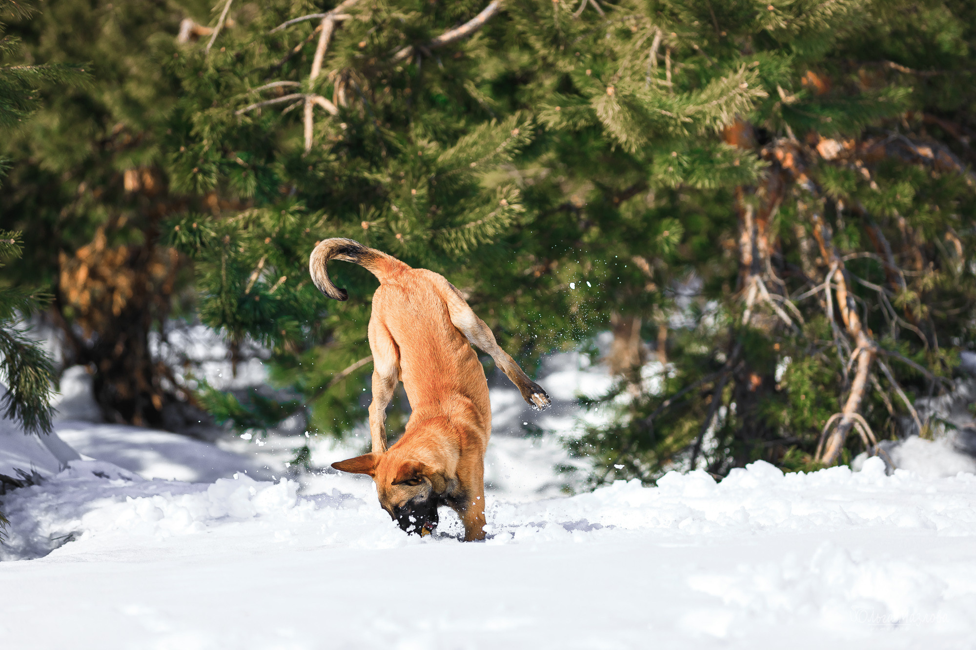 Нариман, Клаус и Дейл. Фотосъемка с животными в марте. Фотограф в Саратове Ольга Мазлова