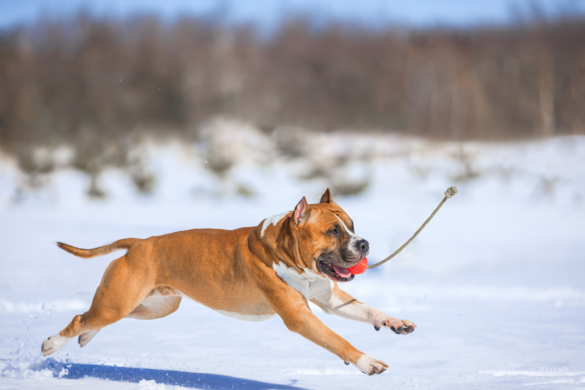 Нариман, Клаус и Дейл. Фотосъемка с животными в марте. Фотограф в Саратове Ольга Мазлова