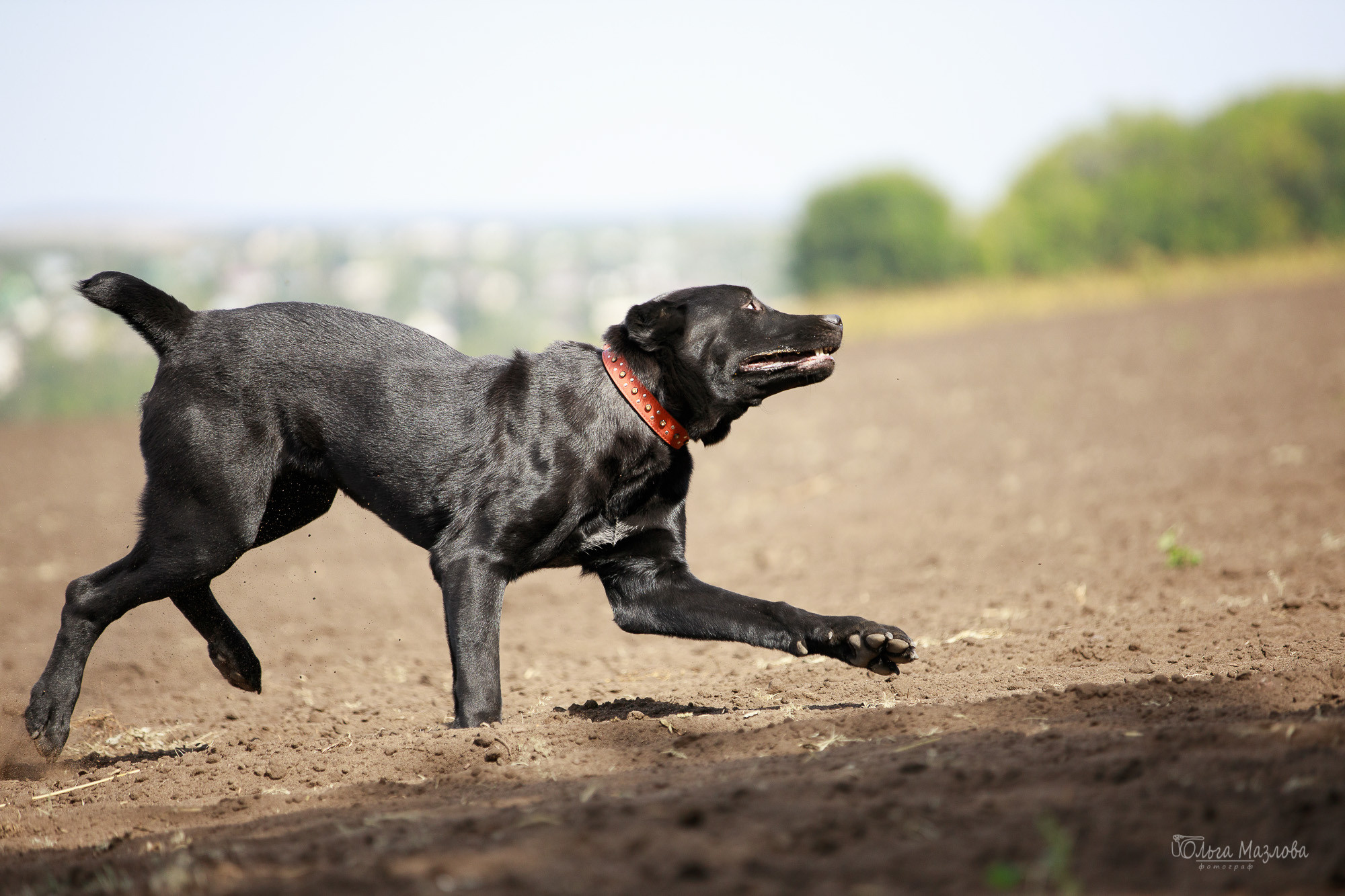 Фотосессия Азима и Евы. Фотограф в Саратове Ольга Мазлова