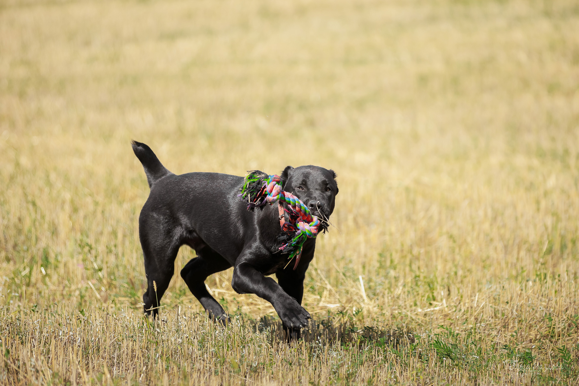 Фотосессия Азима и Евы. Фотограф в Саратове Ольга Мазлова