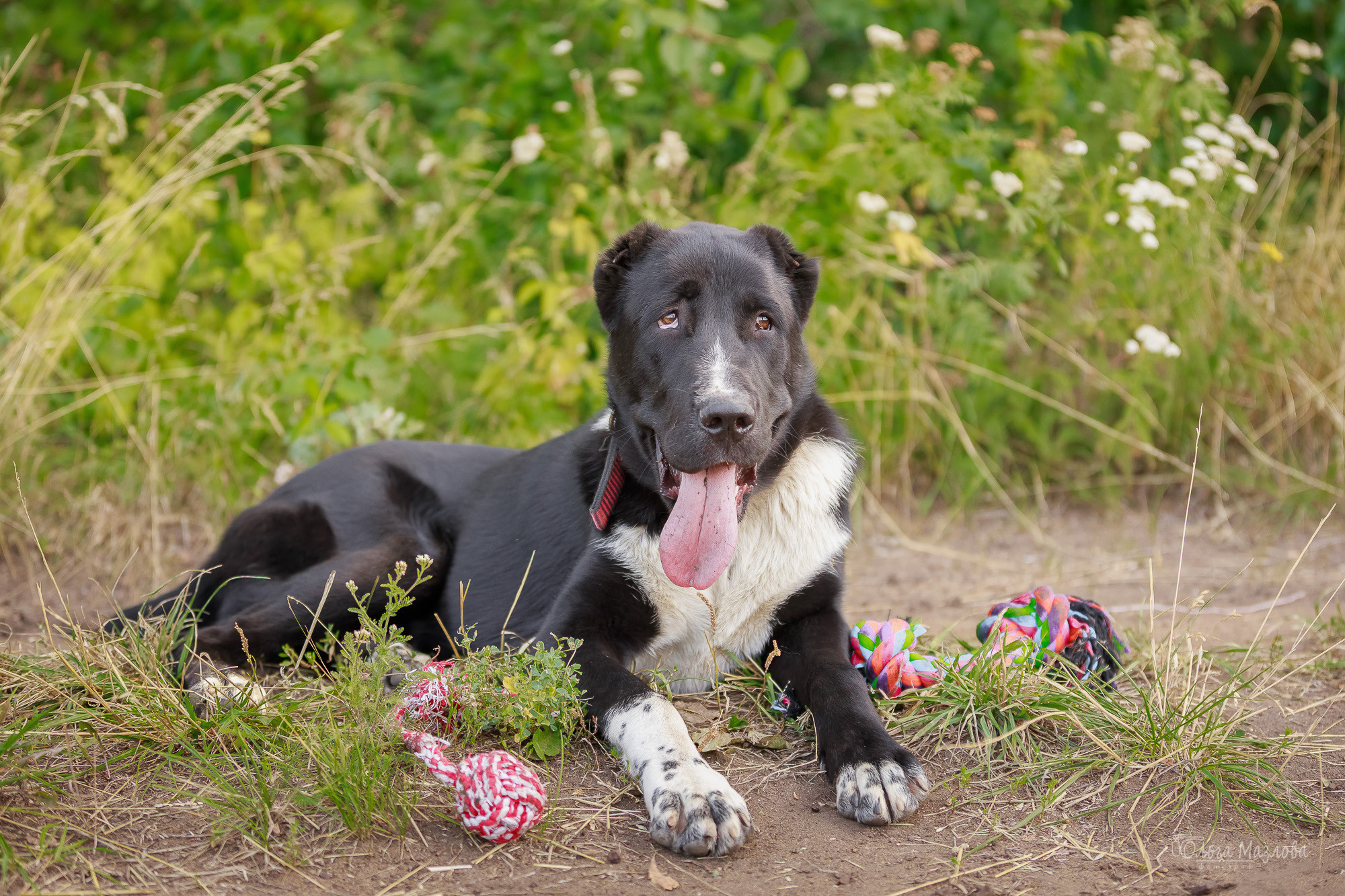 Фотосессия Азима и Евы. Фотограф в Саратове Ольга Мазлова