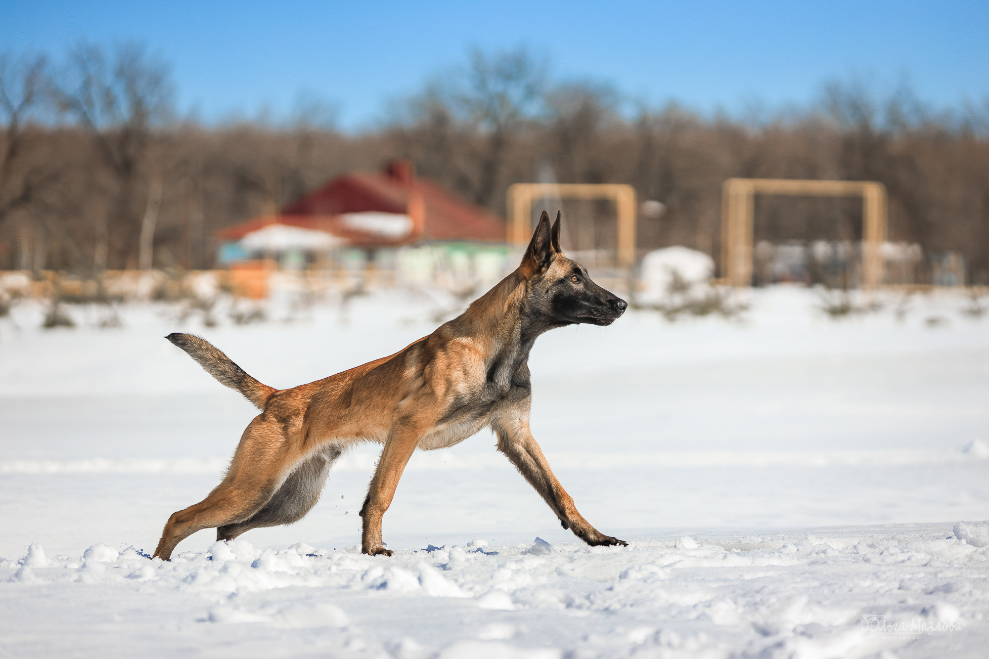 Нариман, Клаус и Дейл. Фотосъемка с животными в марте. Фотограф в Саратове Ольга Мазлова