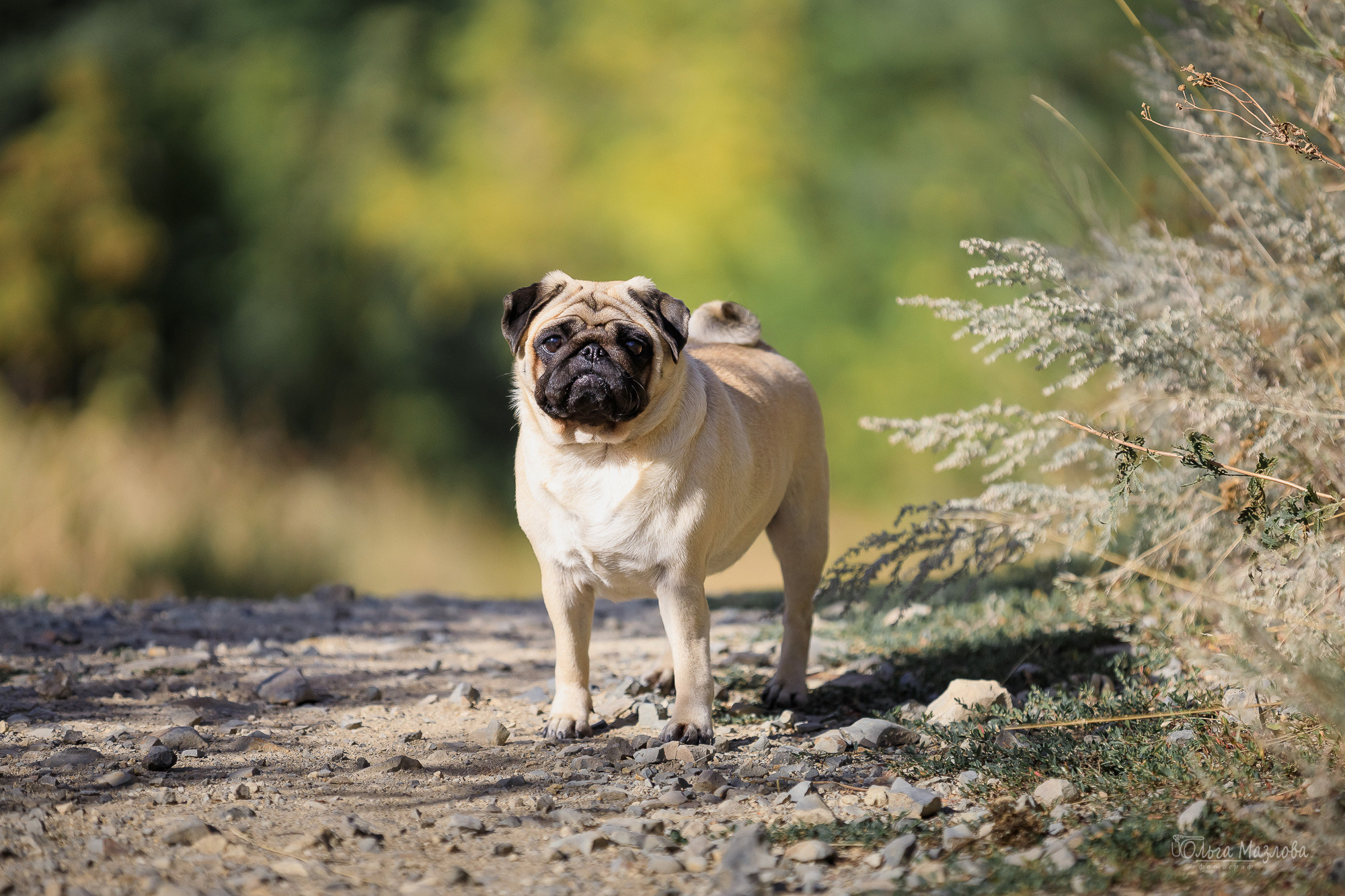 анималист Саратов