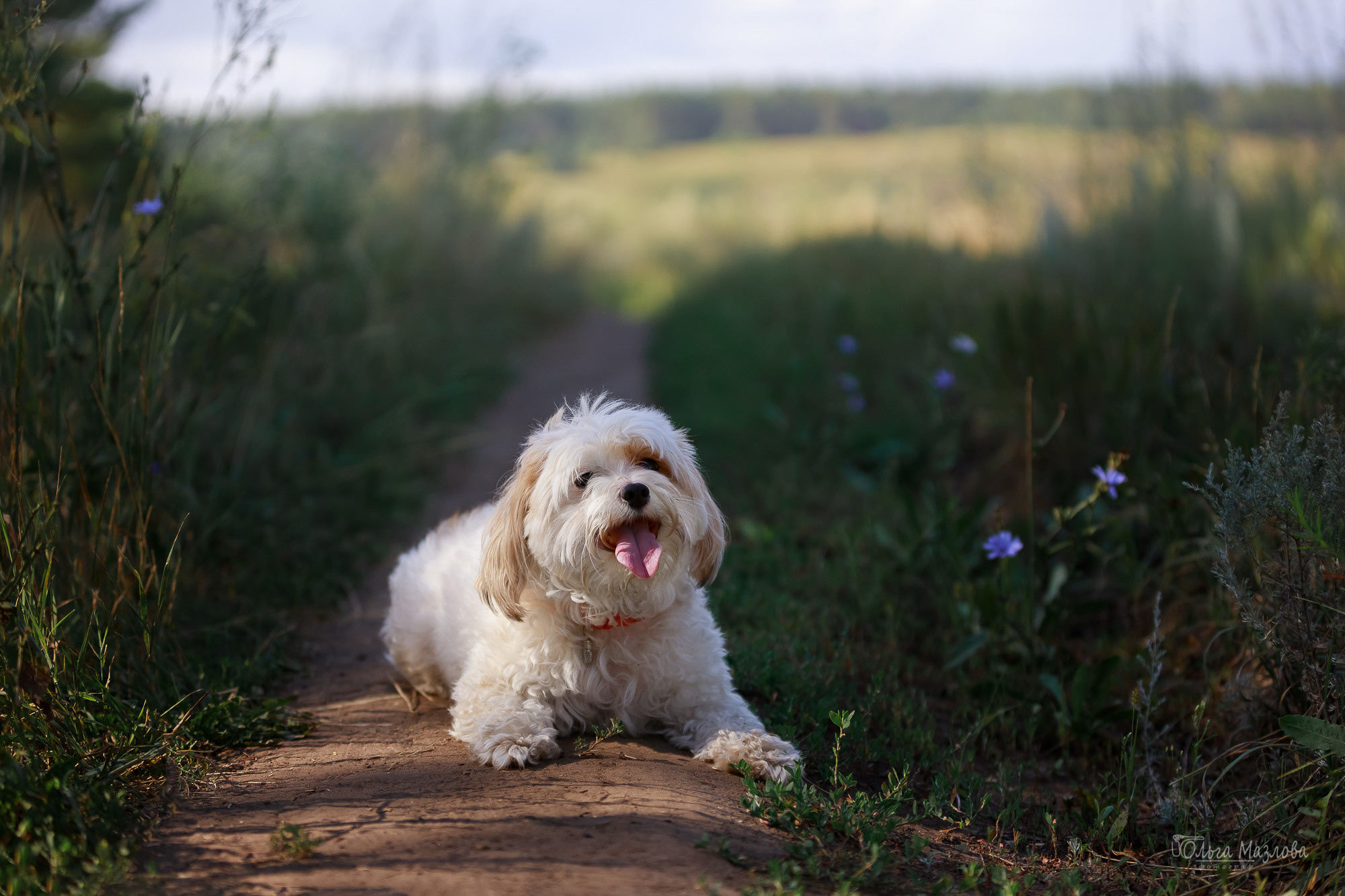 фотограф анималист Саратов
