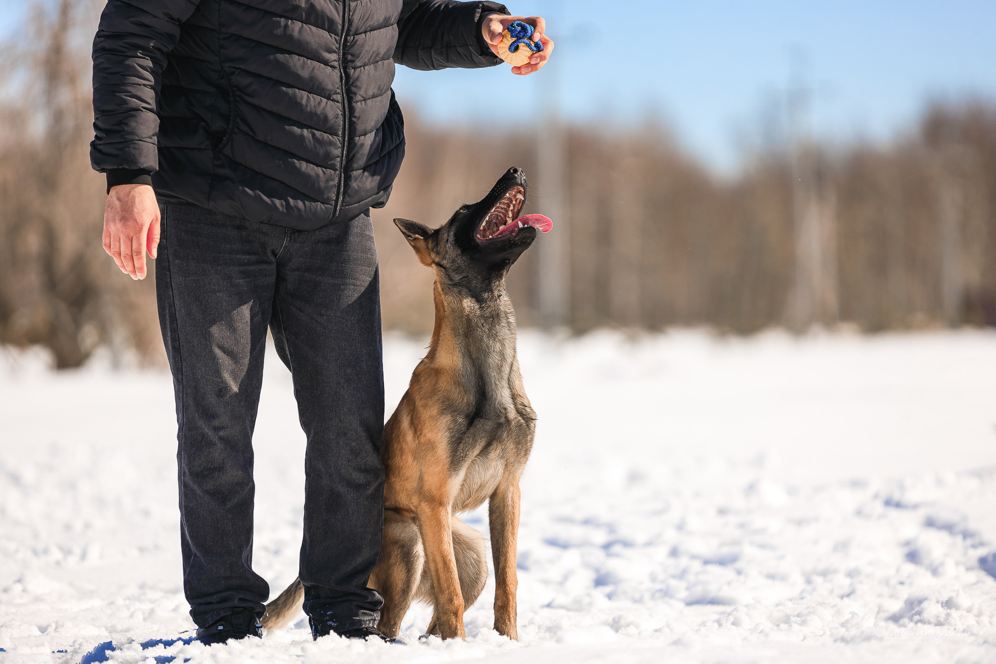 анималист саратов