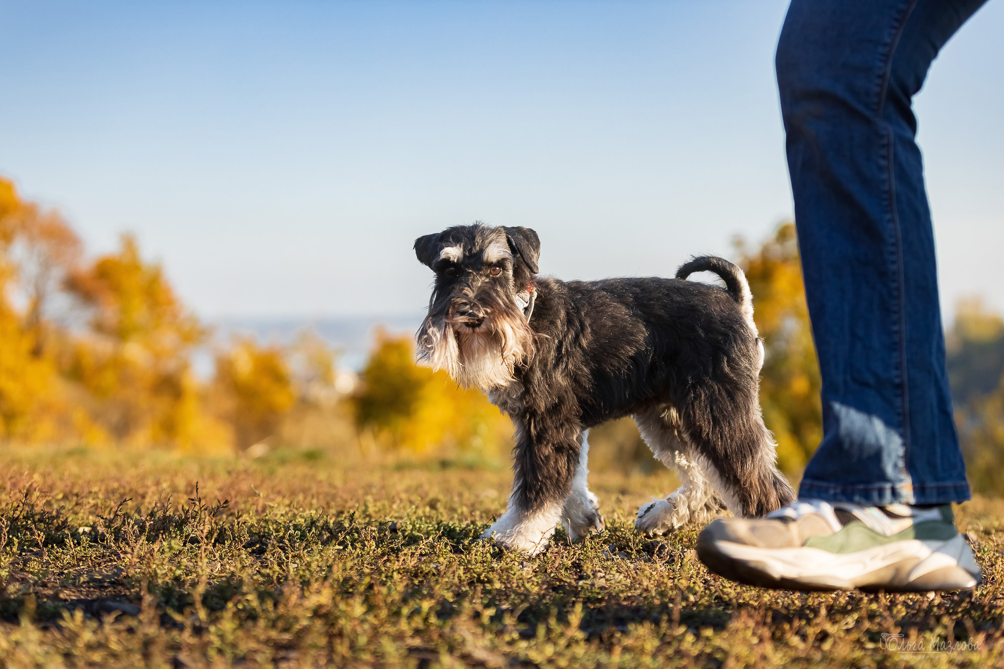 анималист Саратов