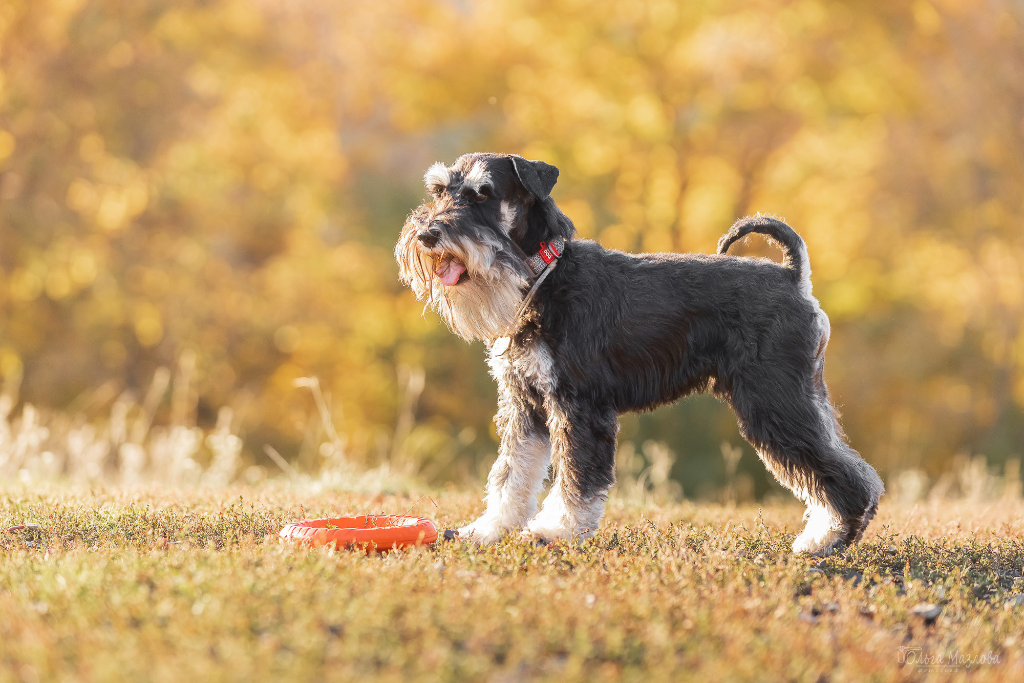 Осенняя фотосессия для Санты. Фотограф в Саратове Ольга Мазлова