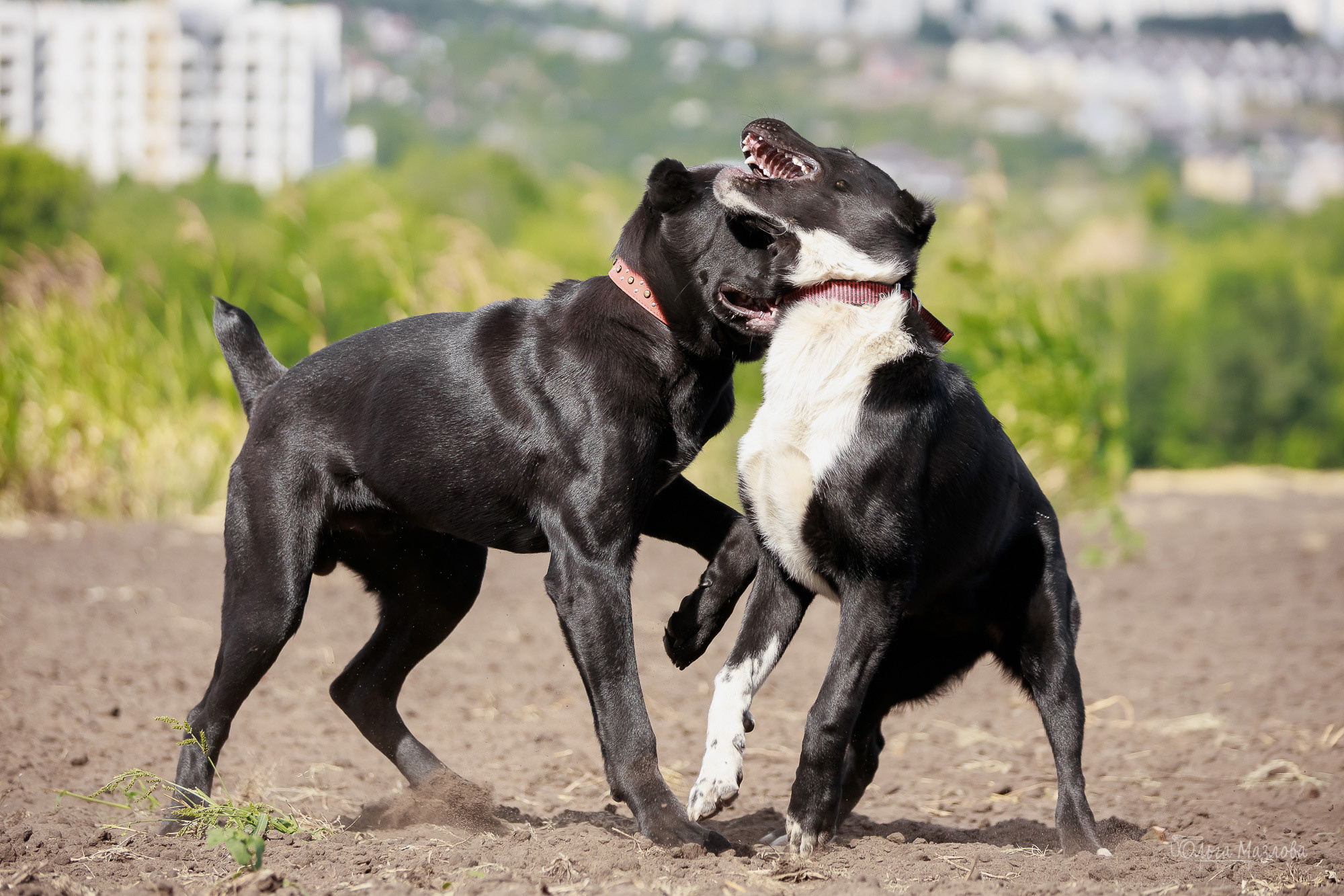 Фотосессия Азима и Евы. Фотограф в Саратове Ольга Мазлова