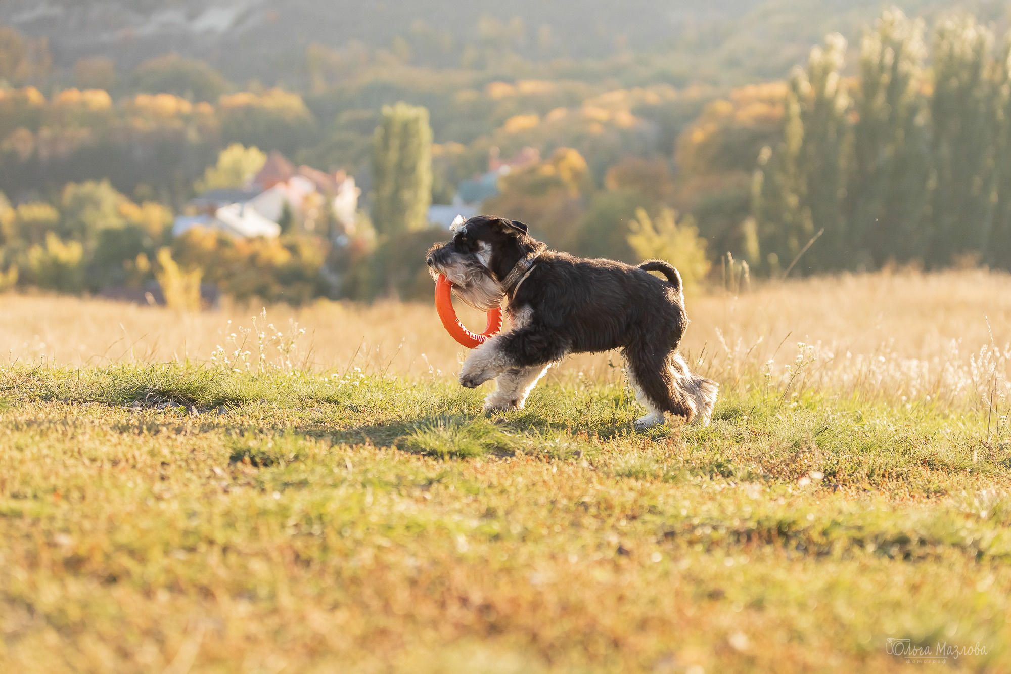 Осенняя фотосессия для Санты. Фотограф в Саратове Ольга Мазлова