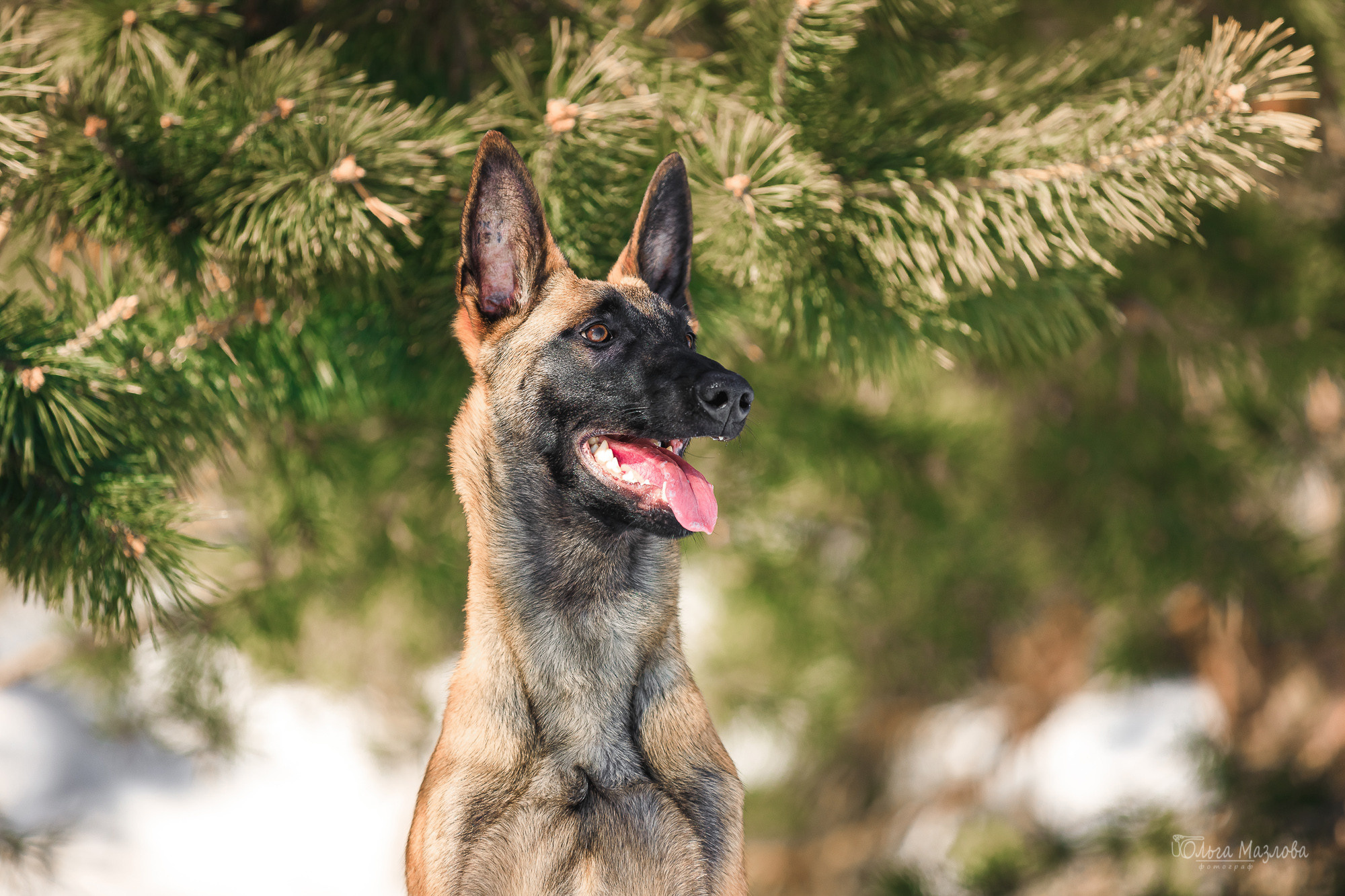 фотограф-анималист Саратов