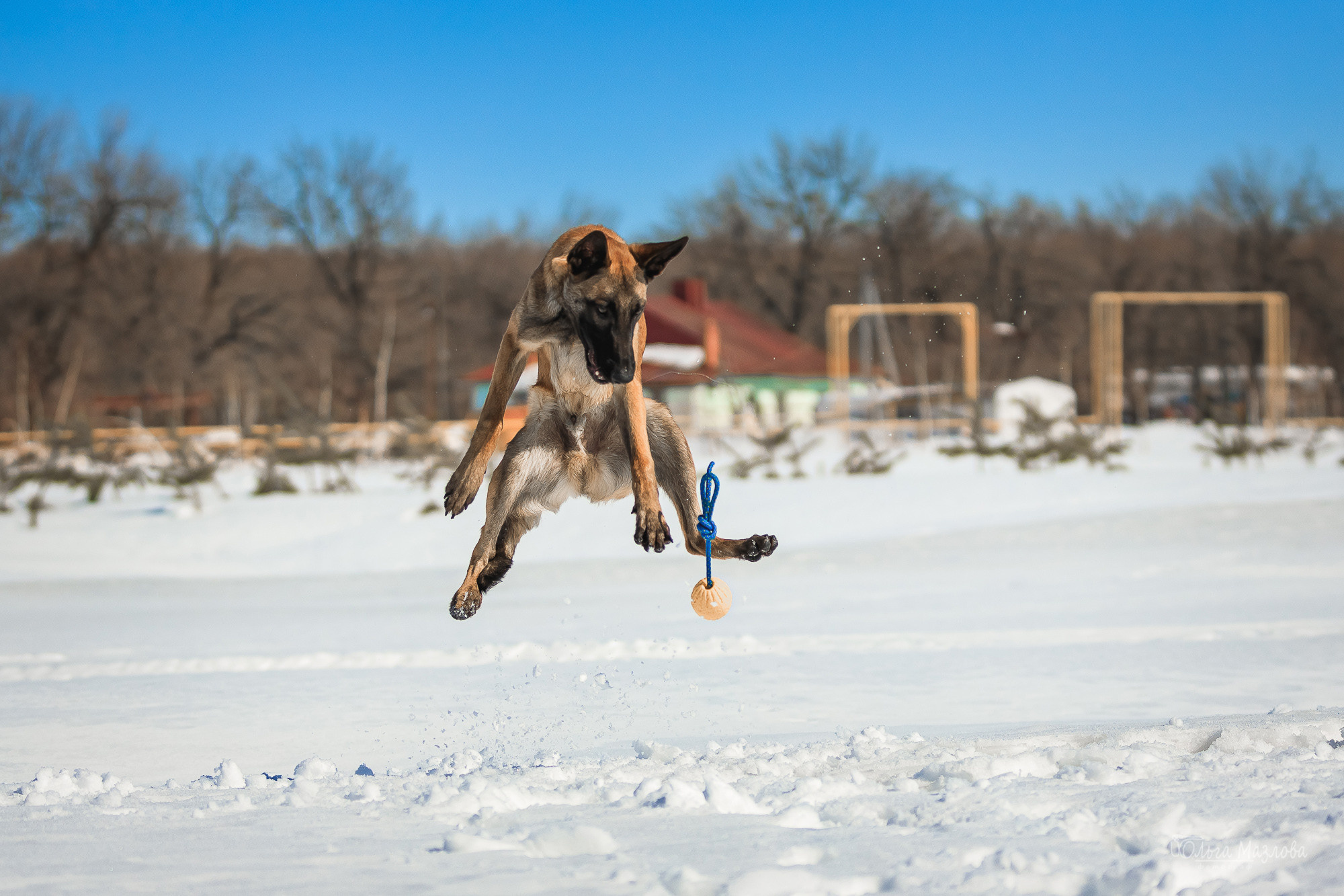 анималист саратов
