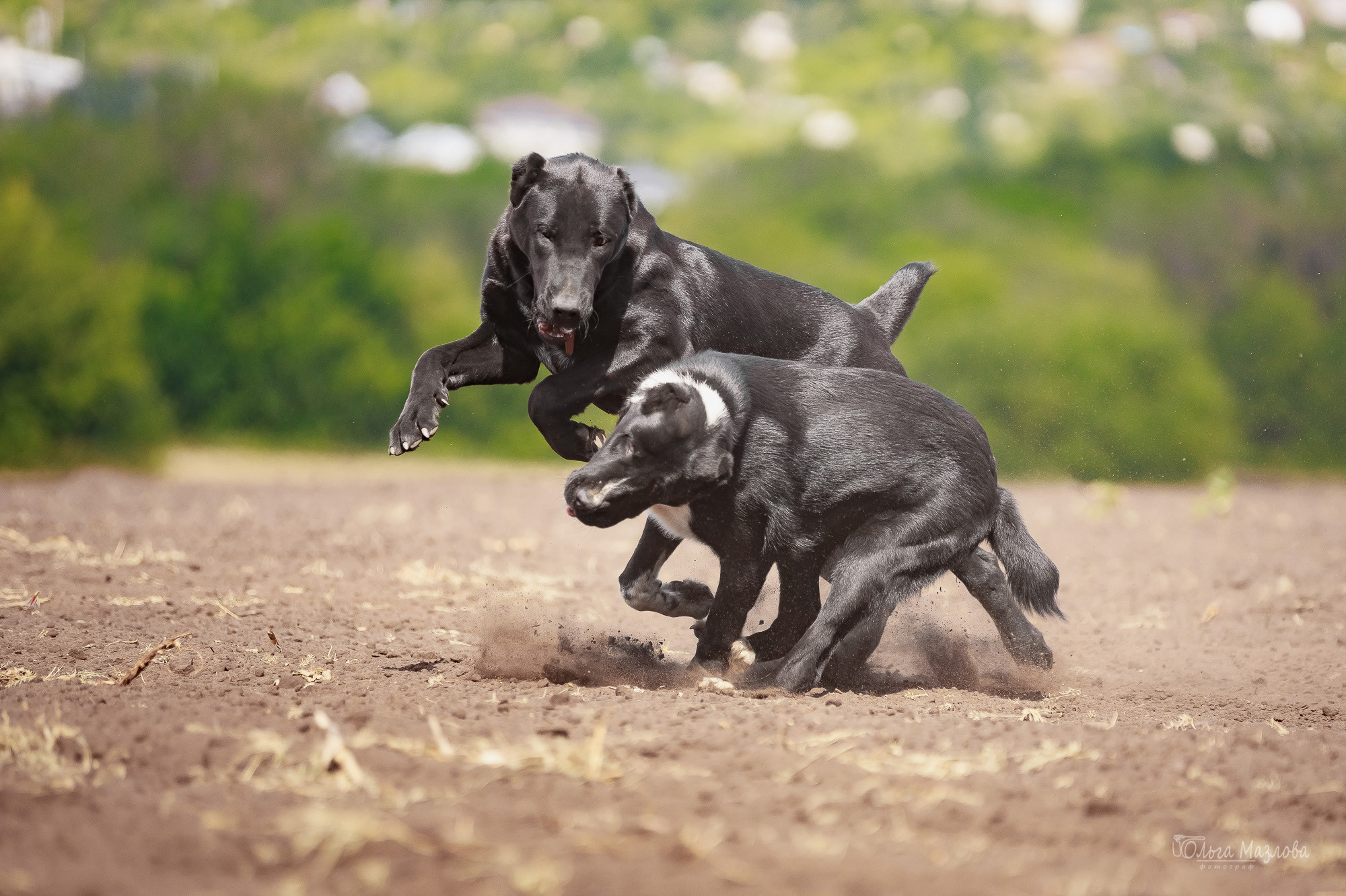 Фотосессия Азима и Евы. Фотограф в Саратове Ольга Мазлова
