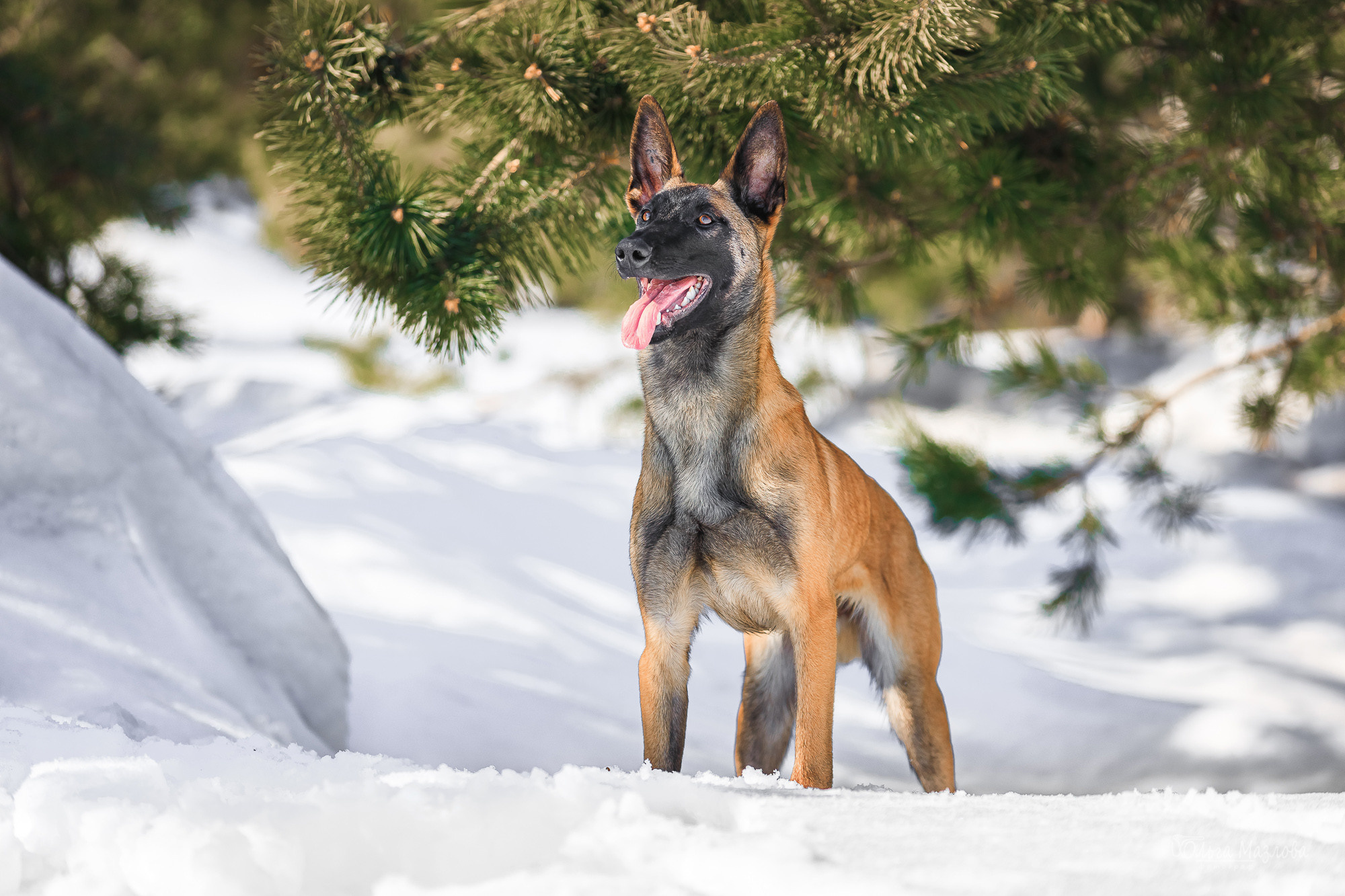 фотосъемка животных в Саратове
