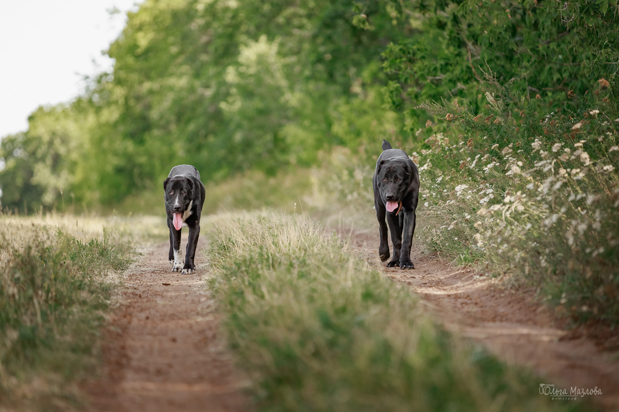 Фотосессия Азима и Евы. Фотограф в Саратове Ольга Мазлова