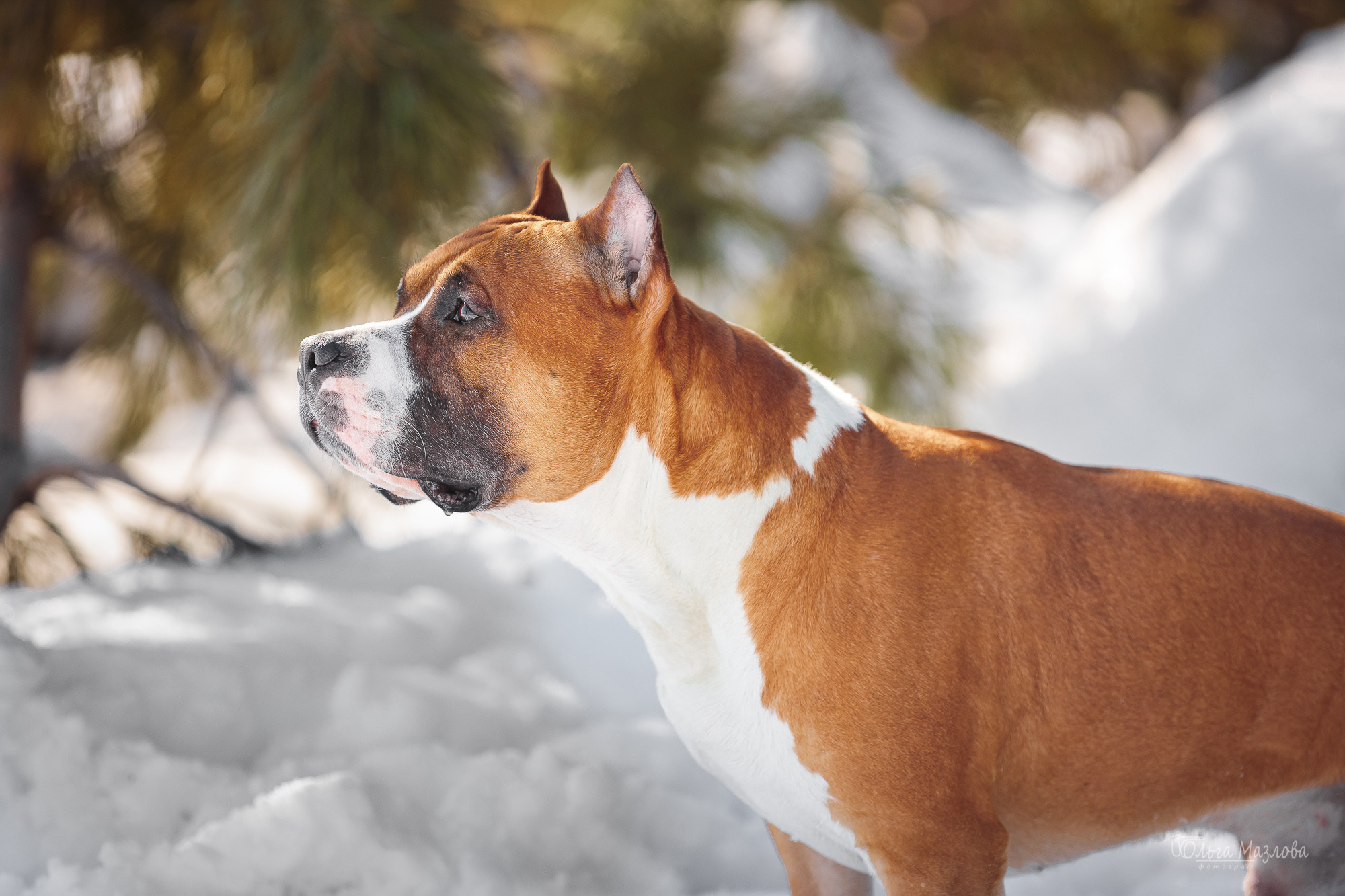 фотосъемка животных в Саратове