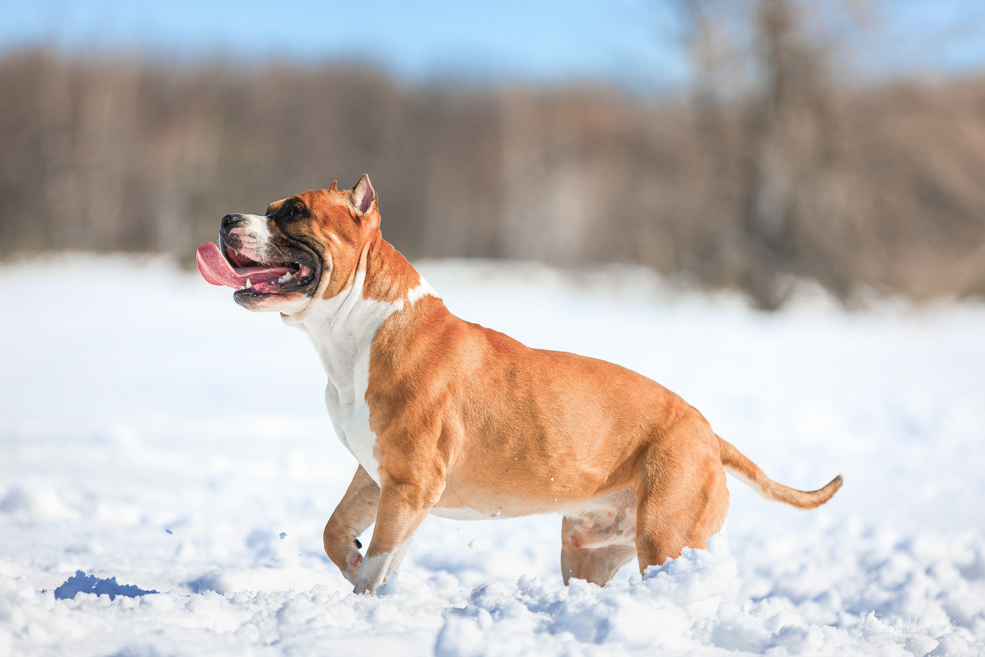 Нариман, Клаус и Дейл. Фотосъемка с животными в марте. Фотограф в Саратове Ольга Мазлова