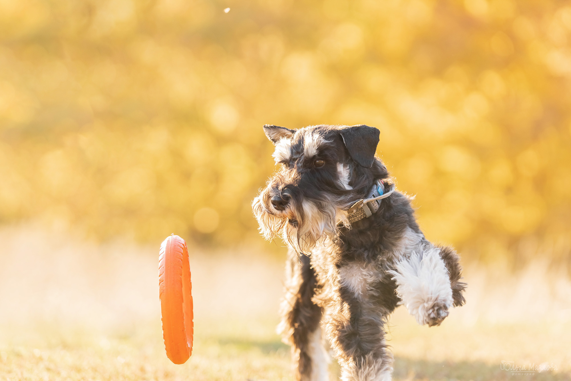 фотограф анималист в Саратове