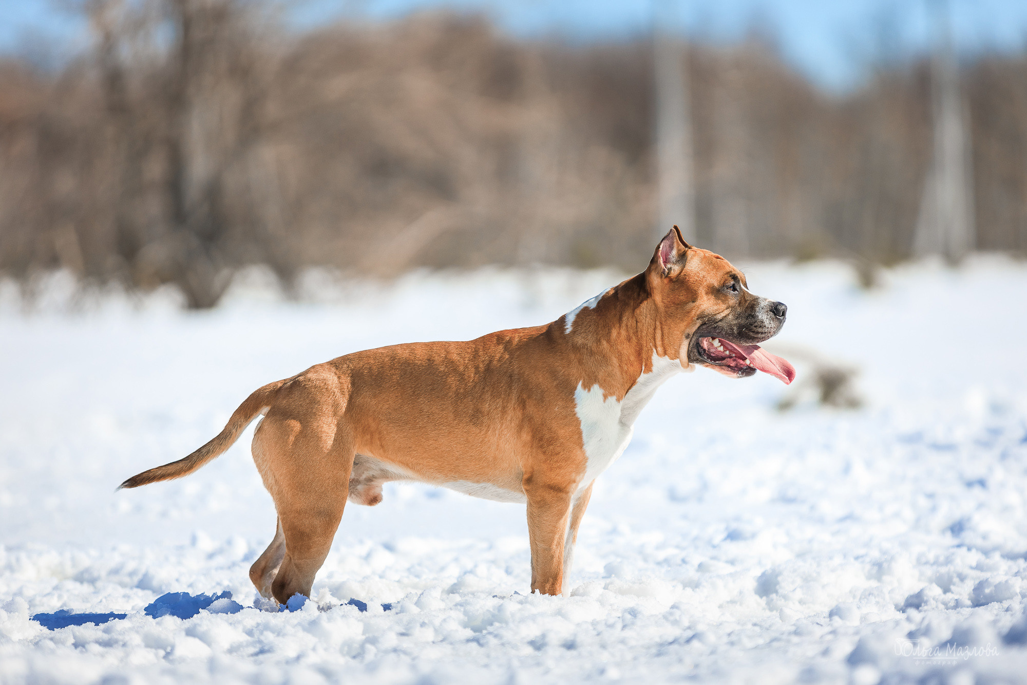 фотограф-анималист в Саратове