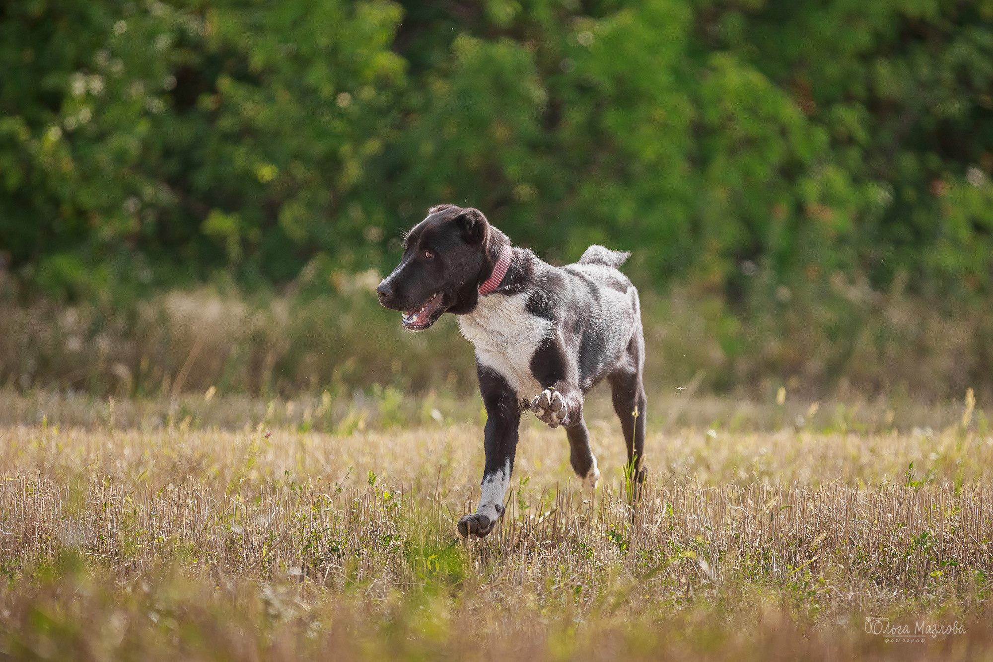 анималист в Саратове