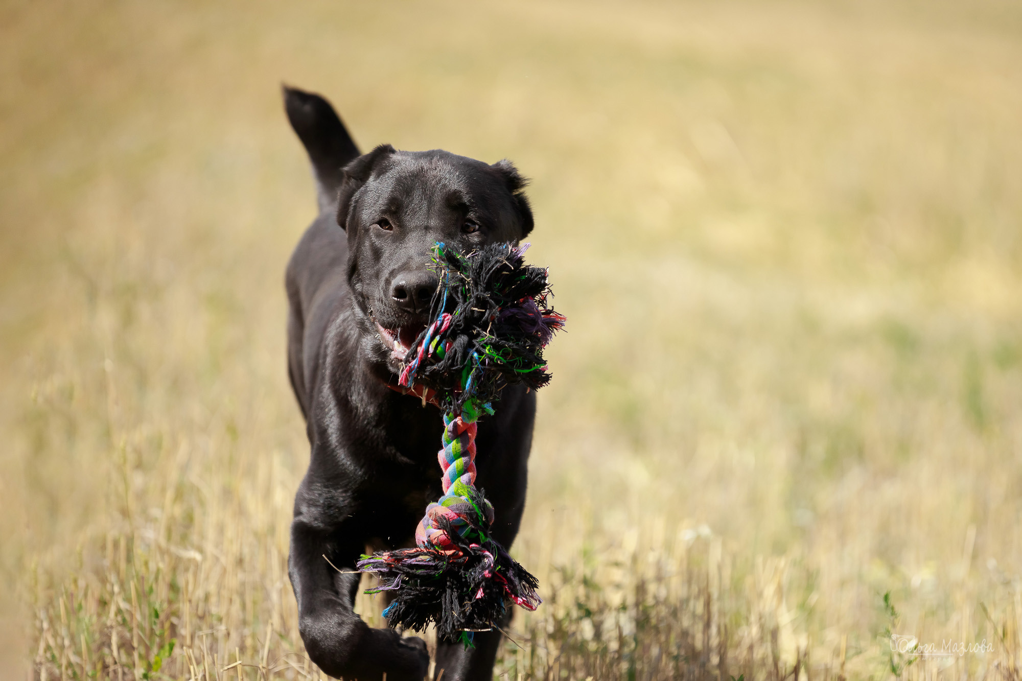 Фотосессия Азима и Евы. Фотограф в Саратове Ольга Мазлова