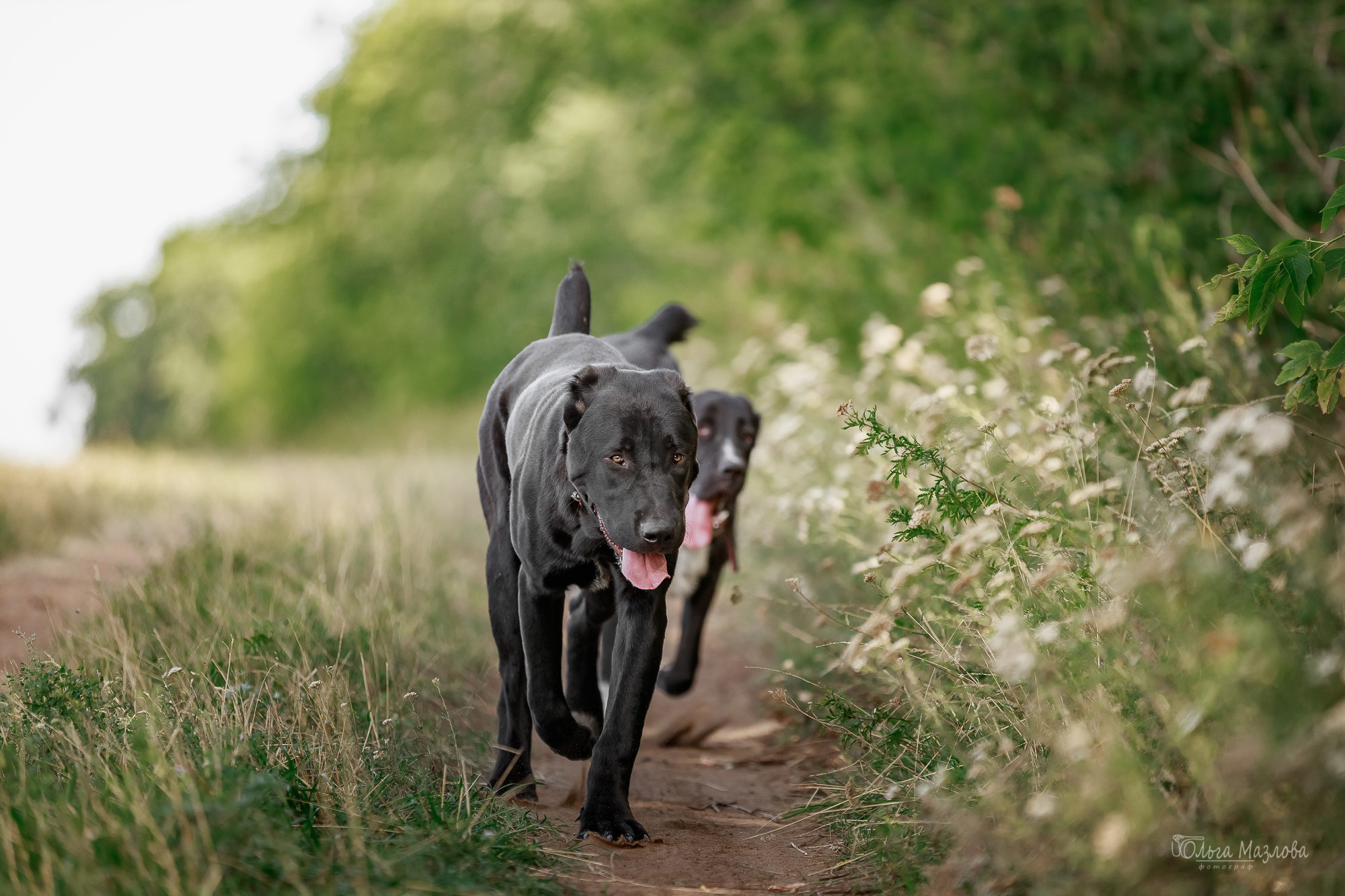 Фотосессия Азима и Евы. Фотограф в Саратове Ольга Мазлова