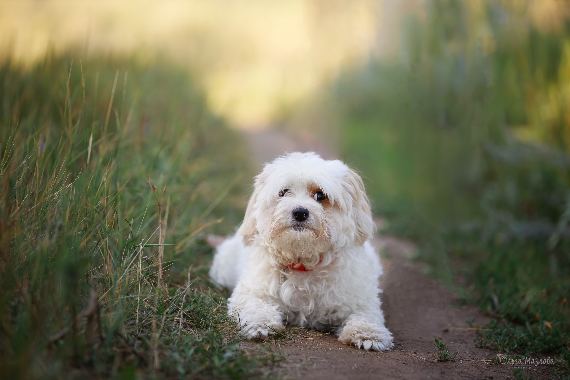 фотограф анималист Саратов